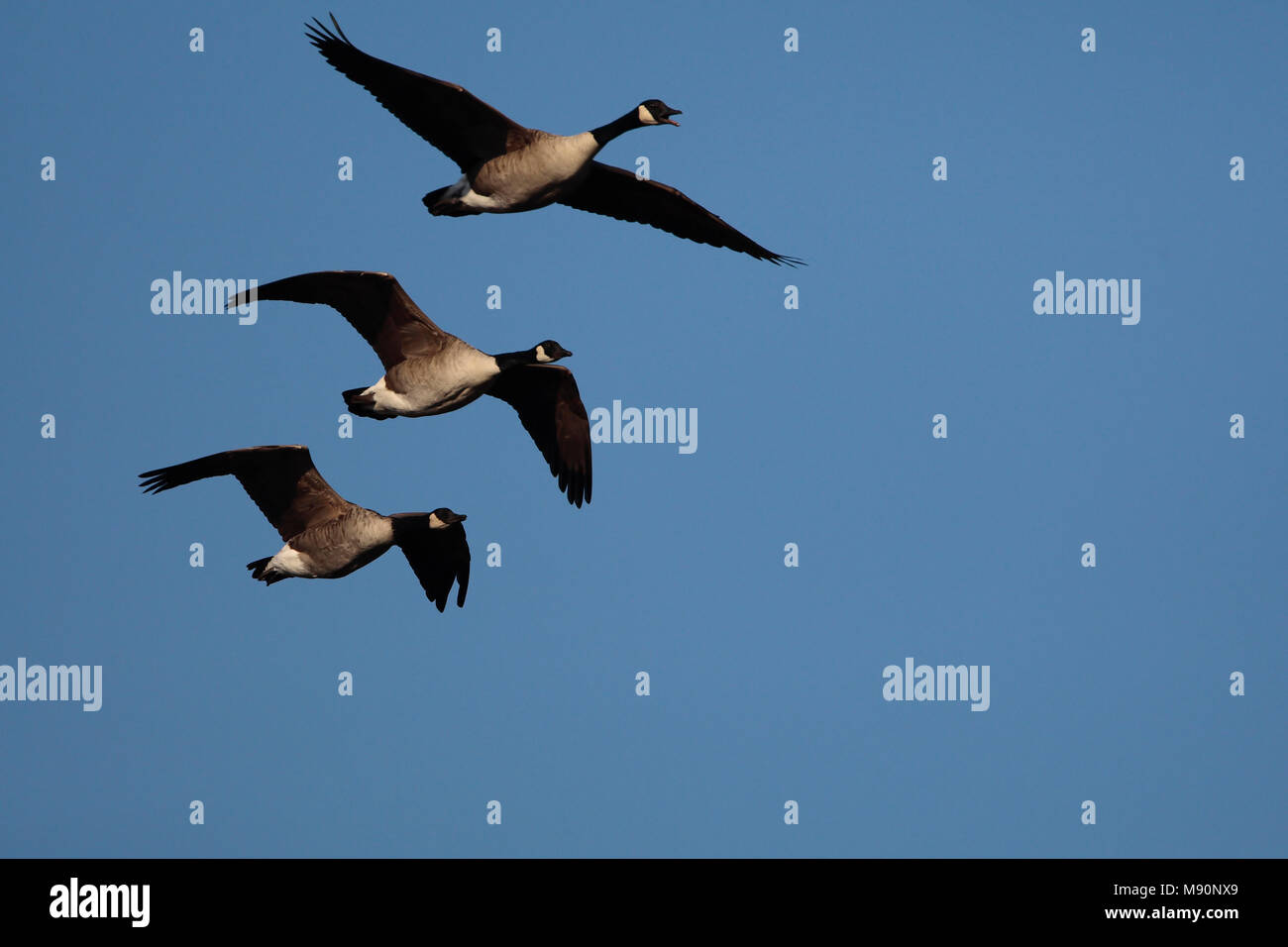 Canadese gans drie vogels in vlucht Nederland, Greater Canada Goose three  birds in flight Netherlands Stock Photo - Alamy