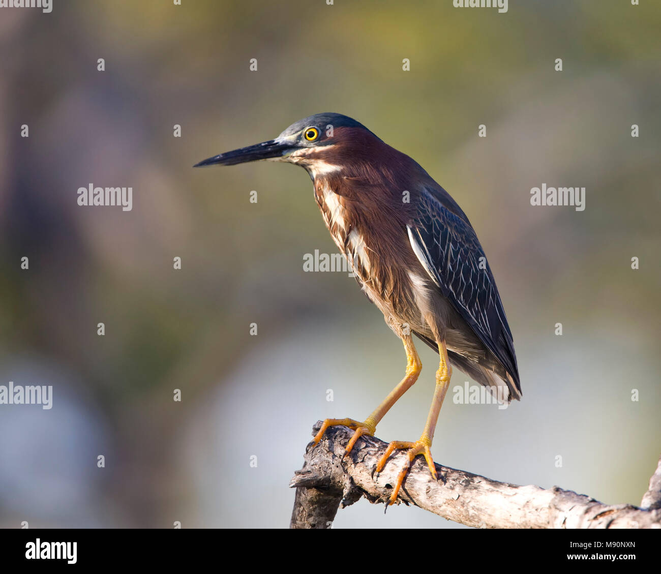 Groene Reiger adult jagend Mexico, Green Heron adult hunting Mexico Stock Photo