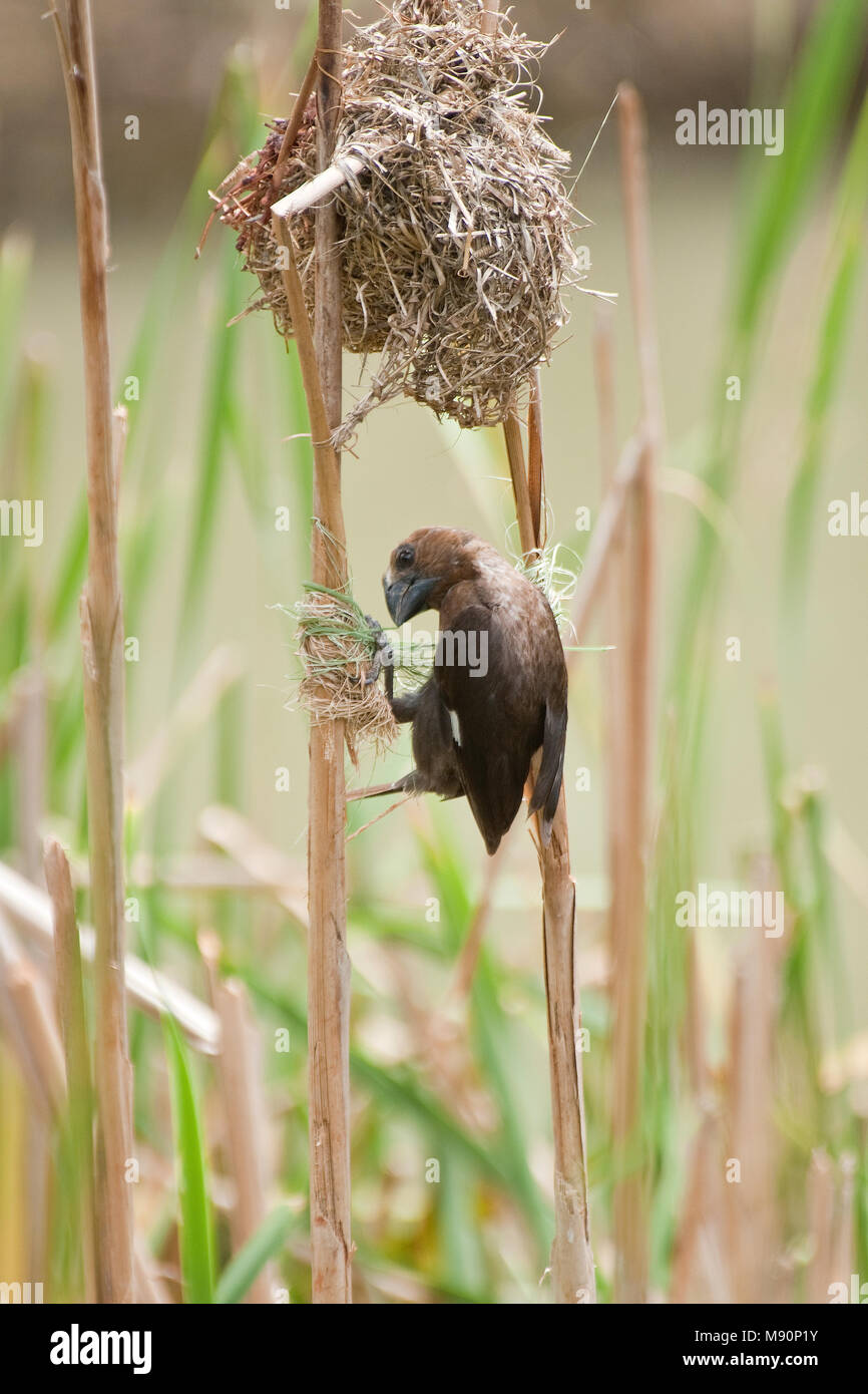 Dikbekwever nest bouwend in riet Zuid Afrika, Grosbeak Weaver building nest in reed South Africa