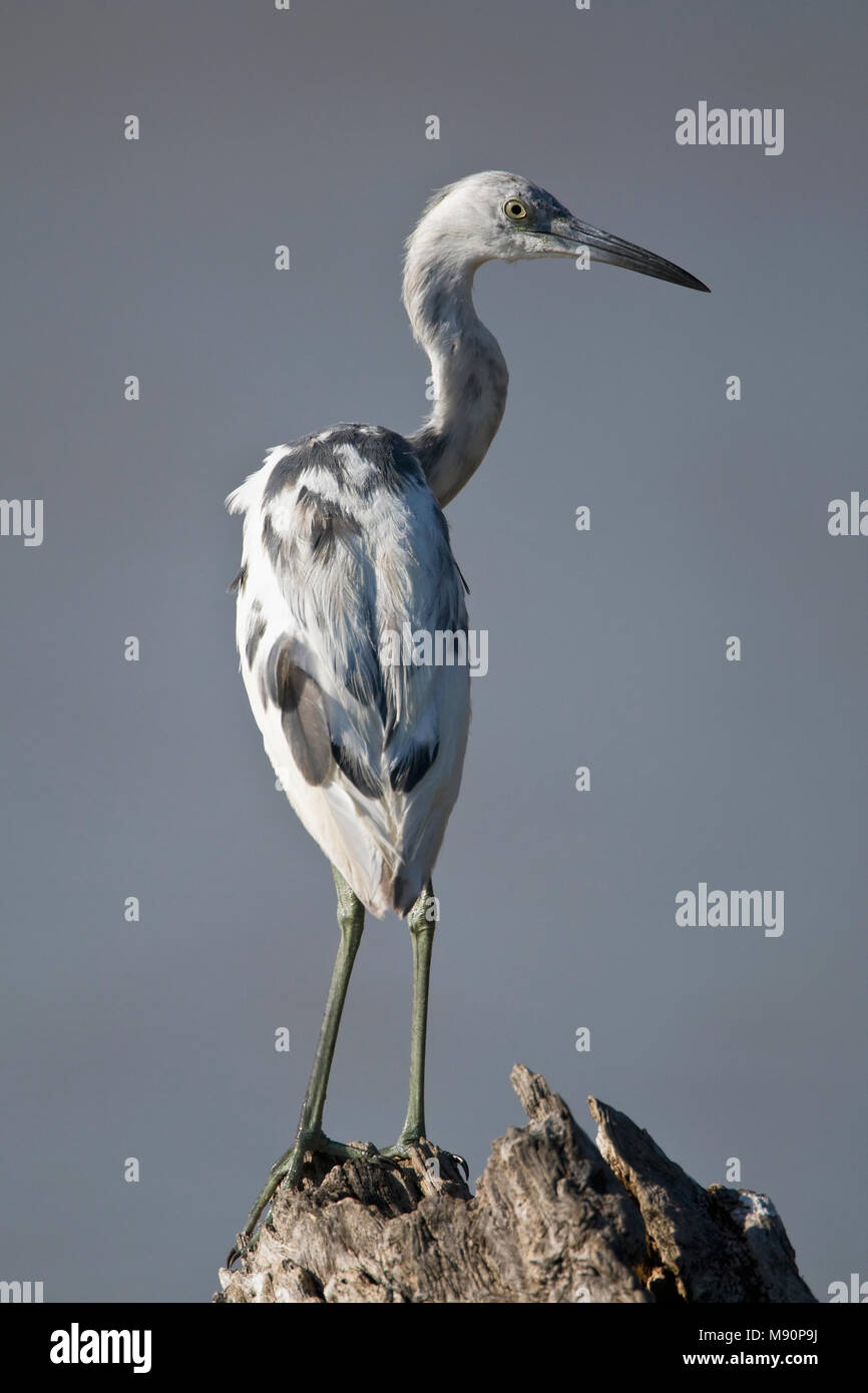 Kleine Blauwe Reiger onvolwassen ruiend naar adult kleed Mexico, Little Blue Heron immature Kleine Blauwe Reiger onvolwassen ruiend naar adult kleed Mexico, Little Blue Heron immature