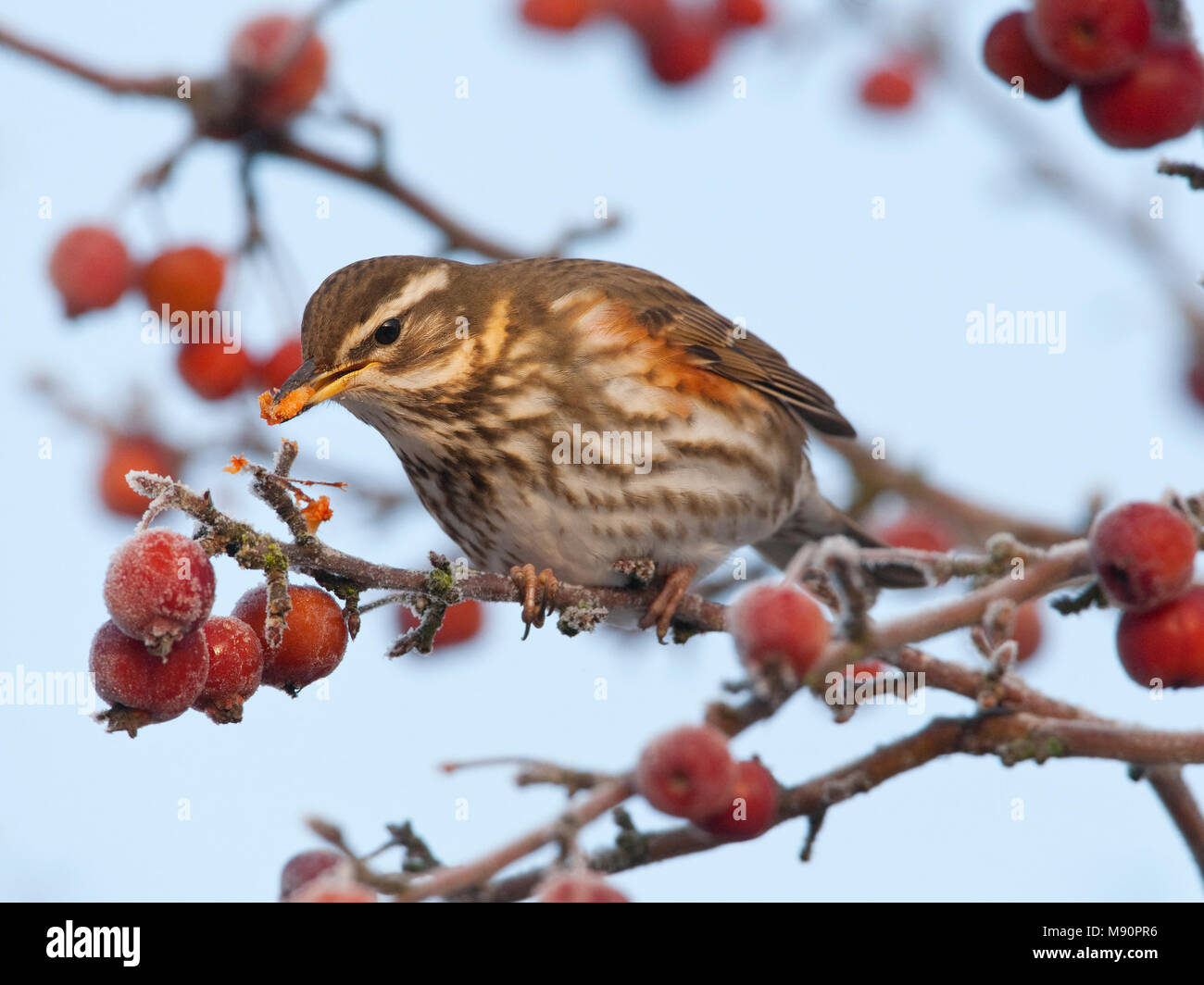 Koperwiek in Malus boom Nederland, Redwing in Malus tree Stock Photo