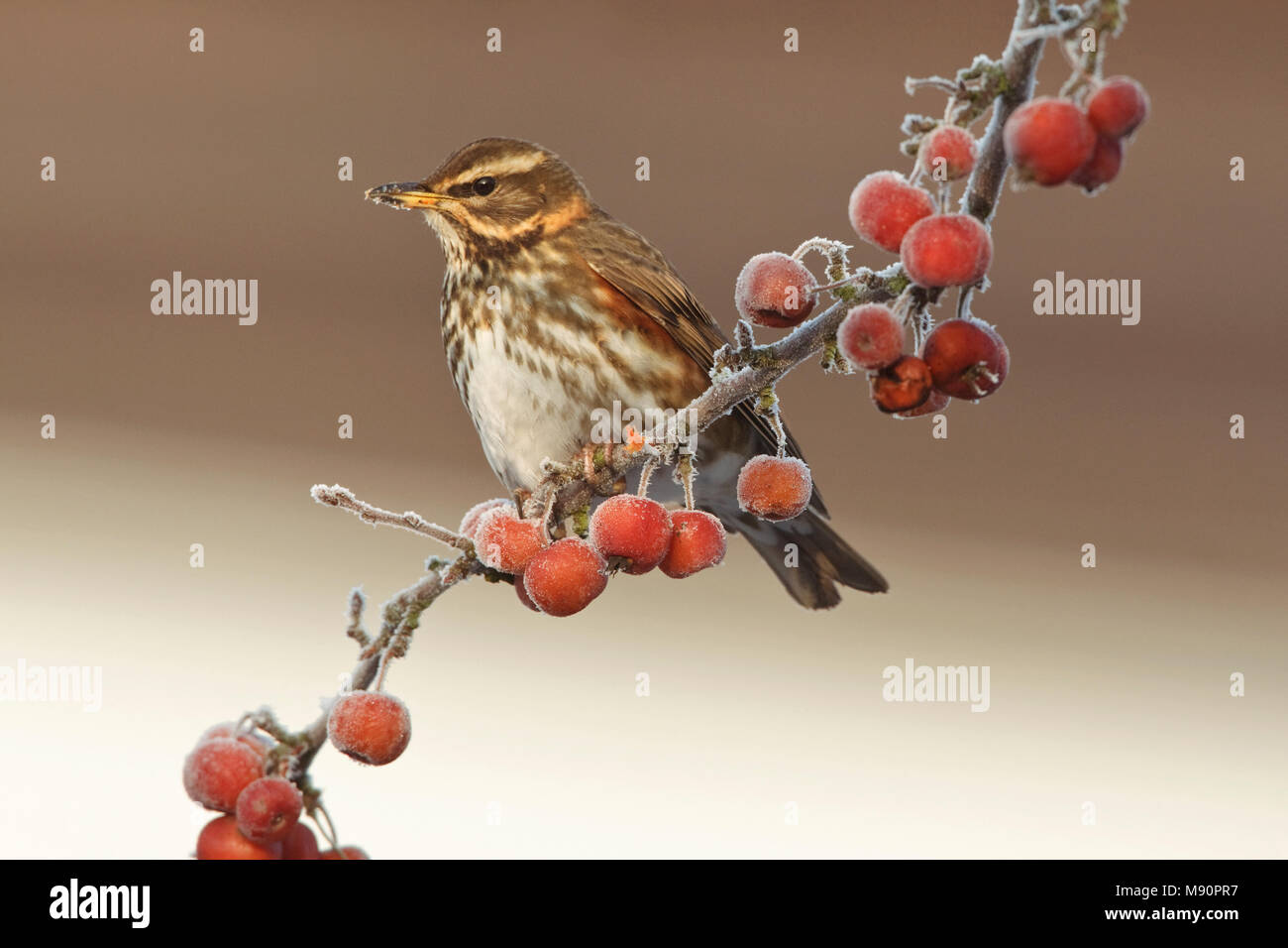 Koperwiek in Malus boom Nederland, Redwing in Malus tree Stock Photo