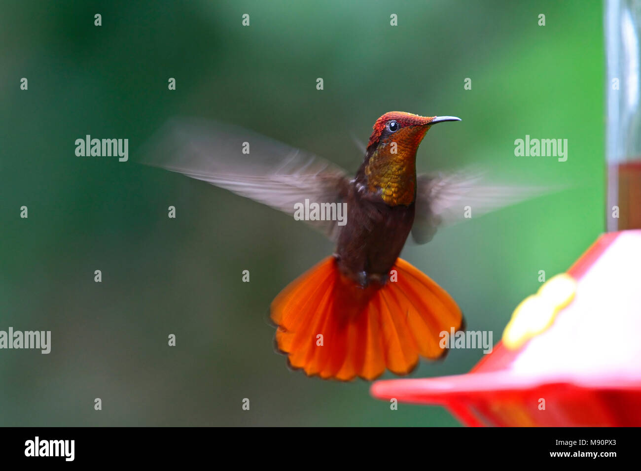 Rode Kolibrie zwevend voor voedersiloTobago, Ruby topaz Hummingbird hovering at feeder Tobago Stock Photo