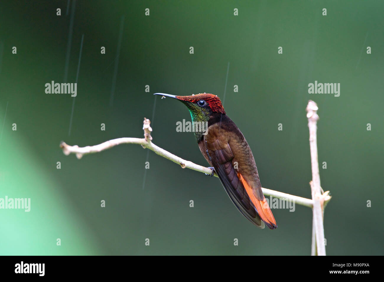 Rode Kolibrie zittend op tak tijdens regenbui Tobago, Ruby topaz Hummingbird perched on branch during rainshower Tobago Stock Photo