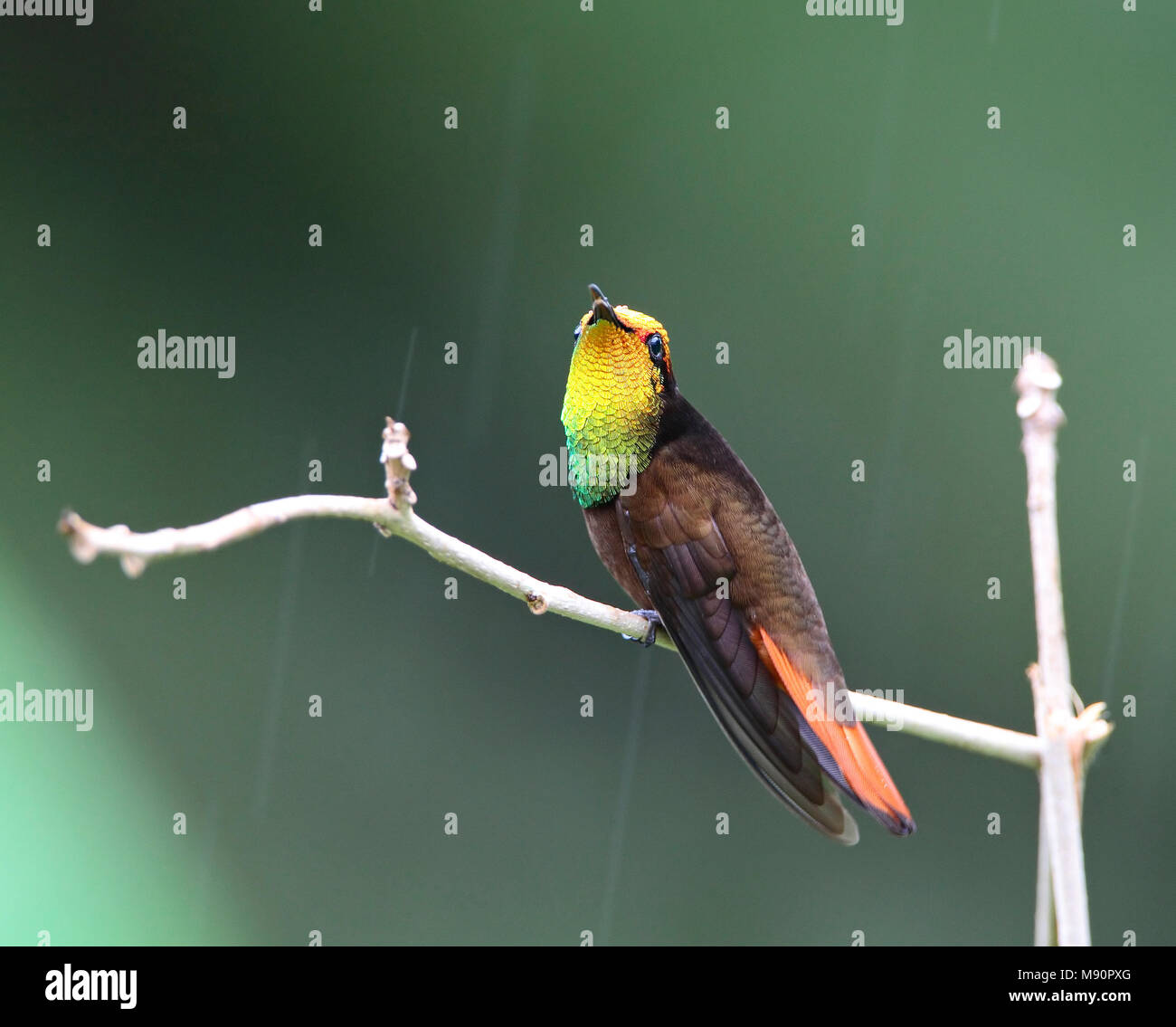 Rode Kolibrie zittend op tak tijdens regenbui Tobago, Ruby topaz Hummingbird perched on branch during rainshower Tobago Stock Photo