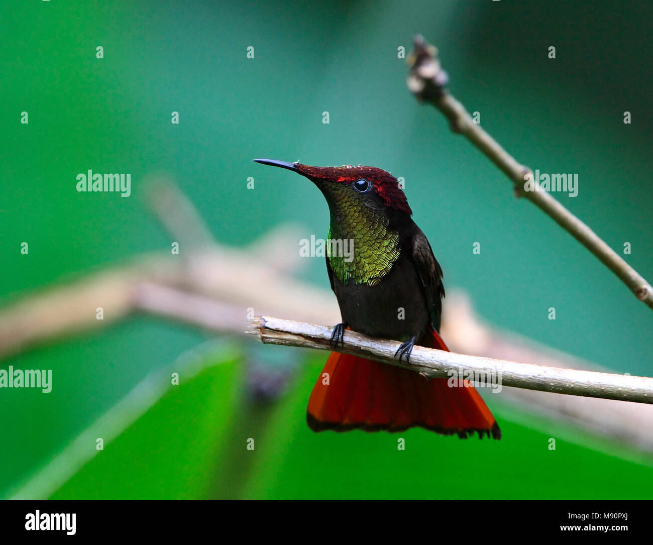 Rode Kolibrie zittend op tak Tobago, Ruby topaz Hummingbird perched on branch Tobago Stock Photo