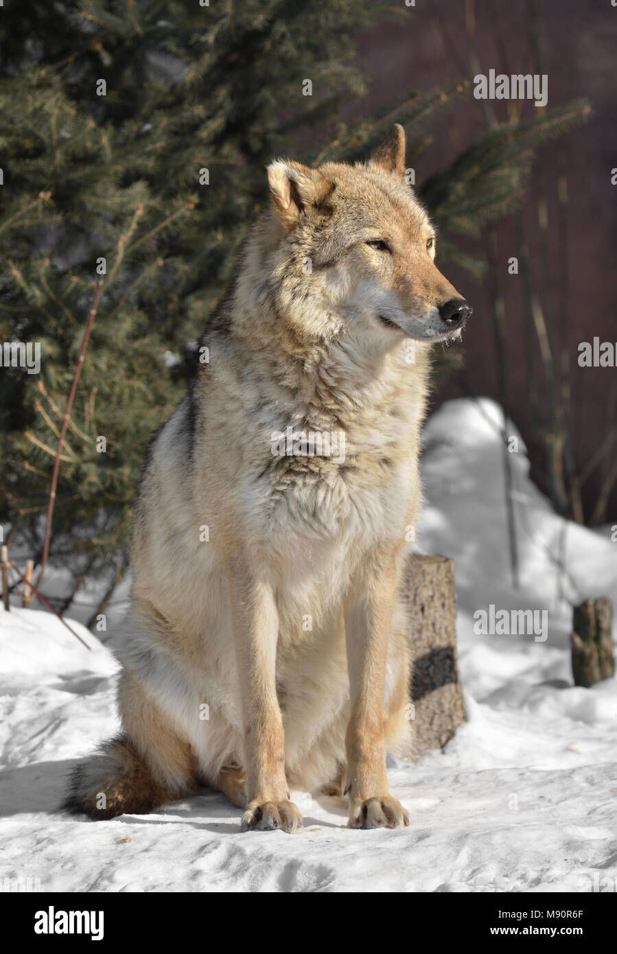 Eurasian wolf (Canis lupus lupus). One-ear wolf (female) Stock Photo