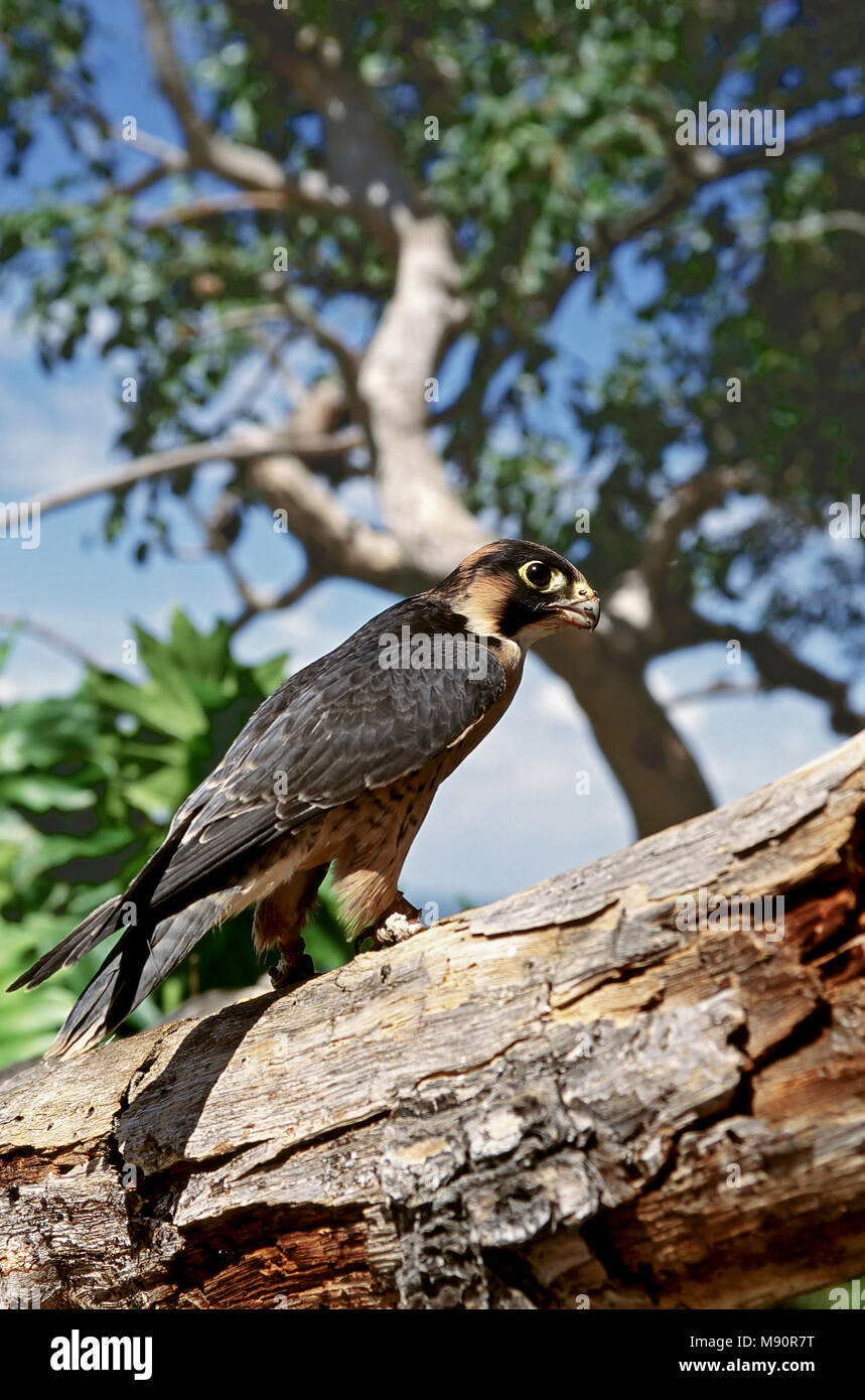 Taita Falcon at bird rescue sanctuary South Africa, Taita valk in vogel opvang centrum Zuid Afrika Stock Photo