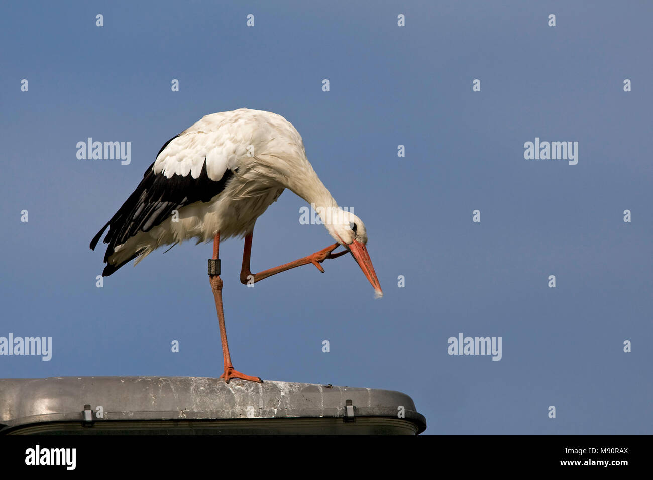 Ooievaar op lantaarnpaal Nederland, White Stork at streetlight Netherlands  Stock Photo - Alamy