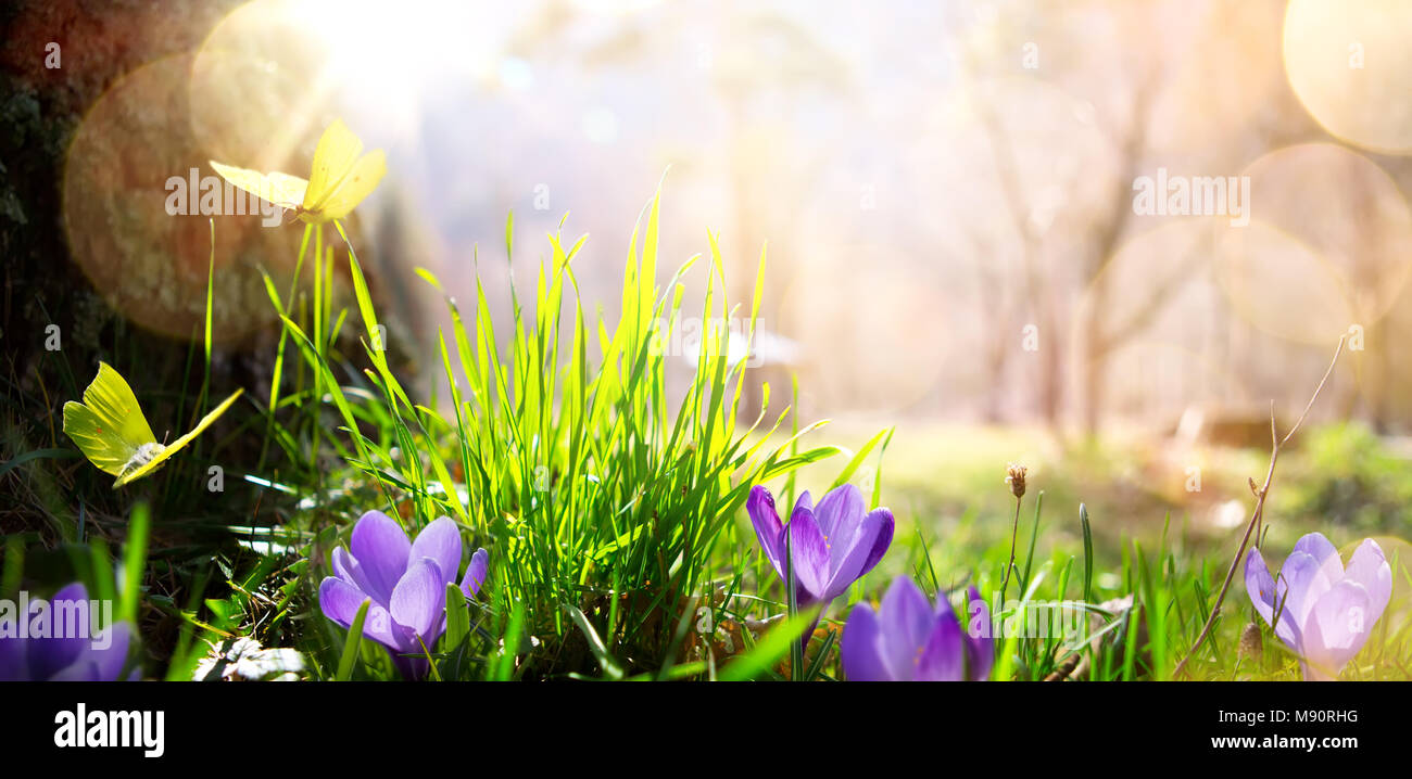 abstract nature spring Background; spring flower and butterfly Stock ...