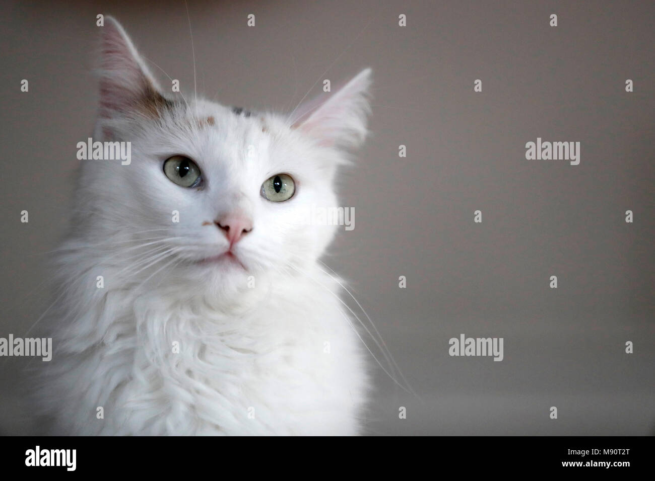 White cat. Stock Photo