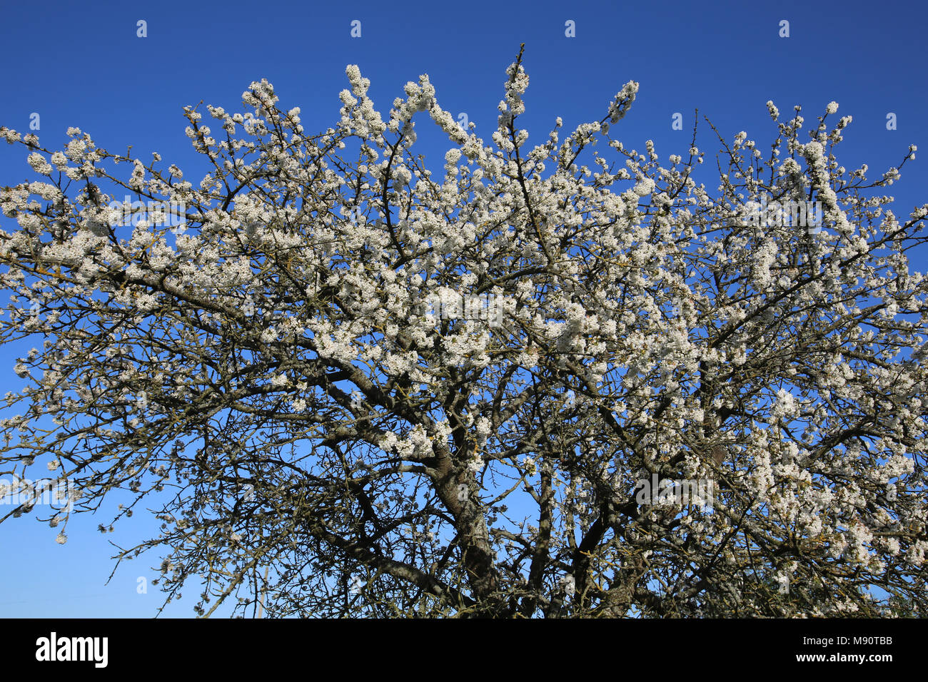 Japanese cherry tree. Eure, France. Stock Photo