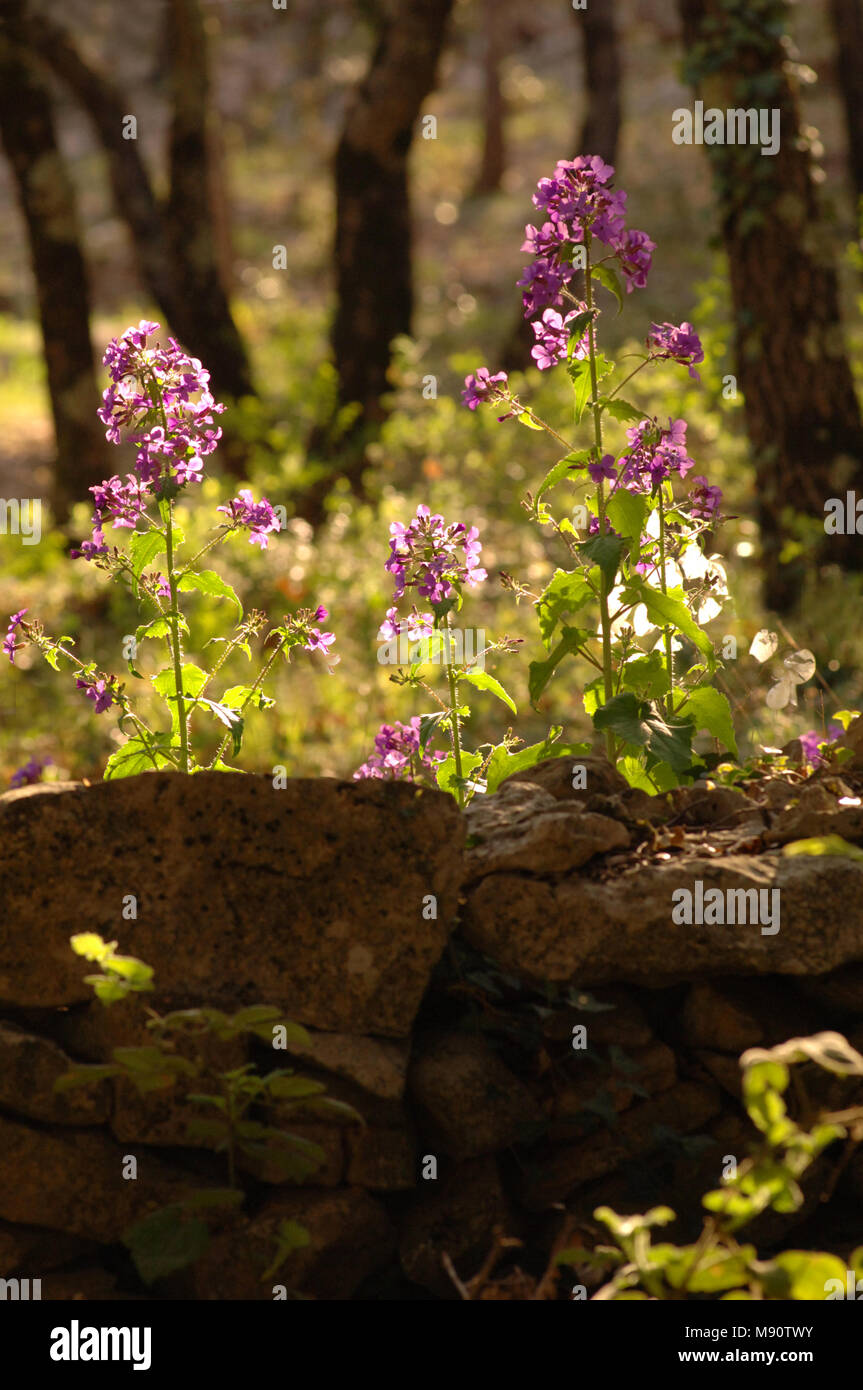 Wild honesty growing in a woodland location lit by spring sunshine. Stock Photo