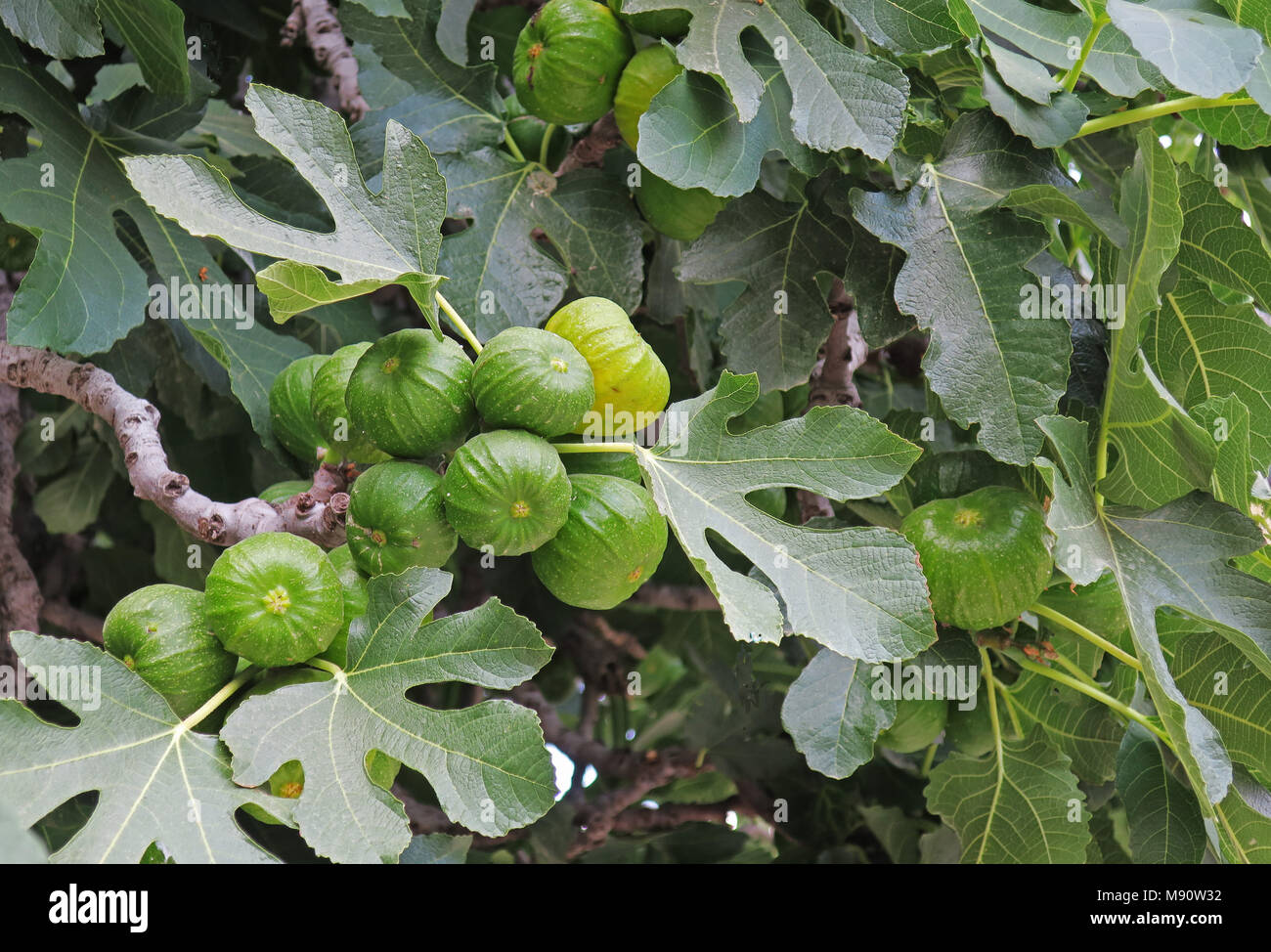 Ripening Cluster Of Figs On Fig Tree And Fig Leaves Stock Photo Alamy