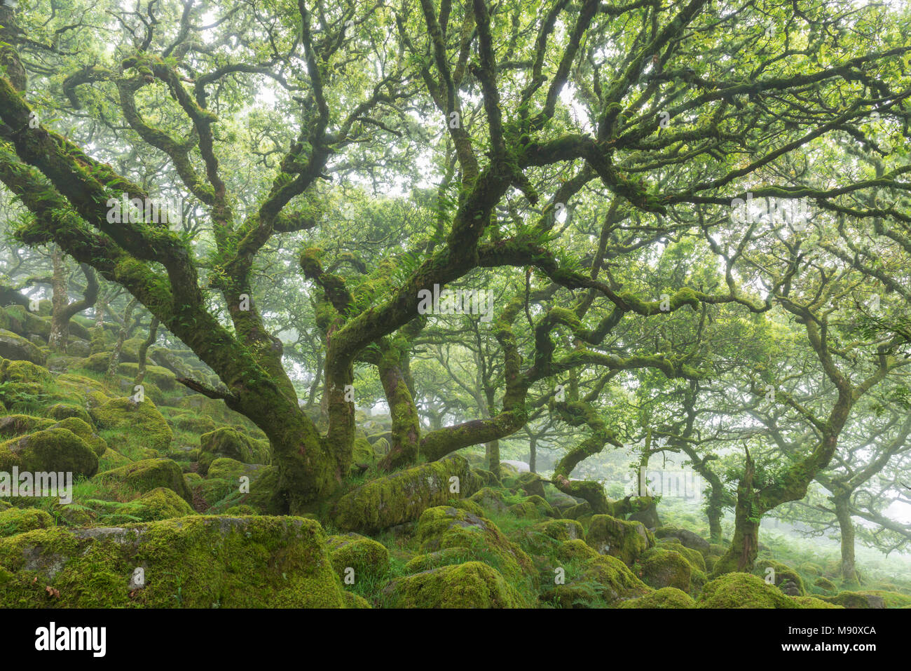 Gnarled, twisted, moss covered Stunted oak trees in Wistman’s Wood SSSI, Dartmoor National Park, Devon, England. Summer (July) 2017. Stock Photo
