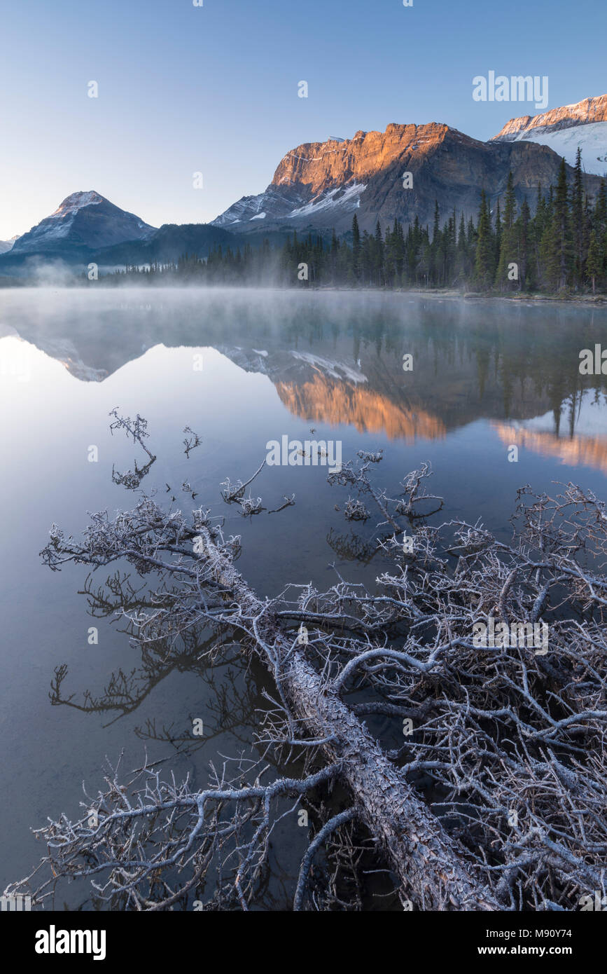 Frost covered fallen tree in Banff National Park at sunrise, Canadian Rockies, Alberta, Canada. Autumn (October) 2017 Stock Photo