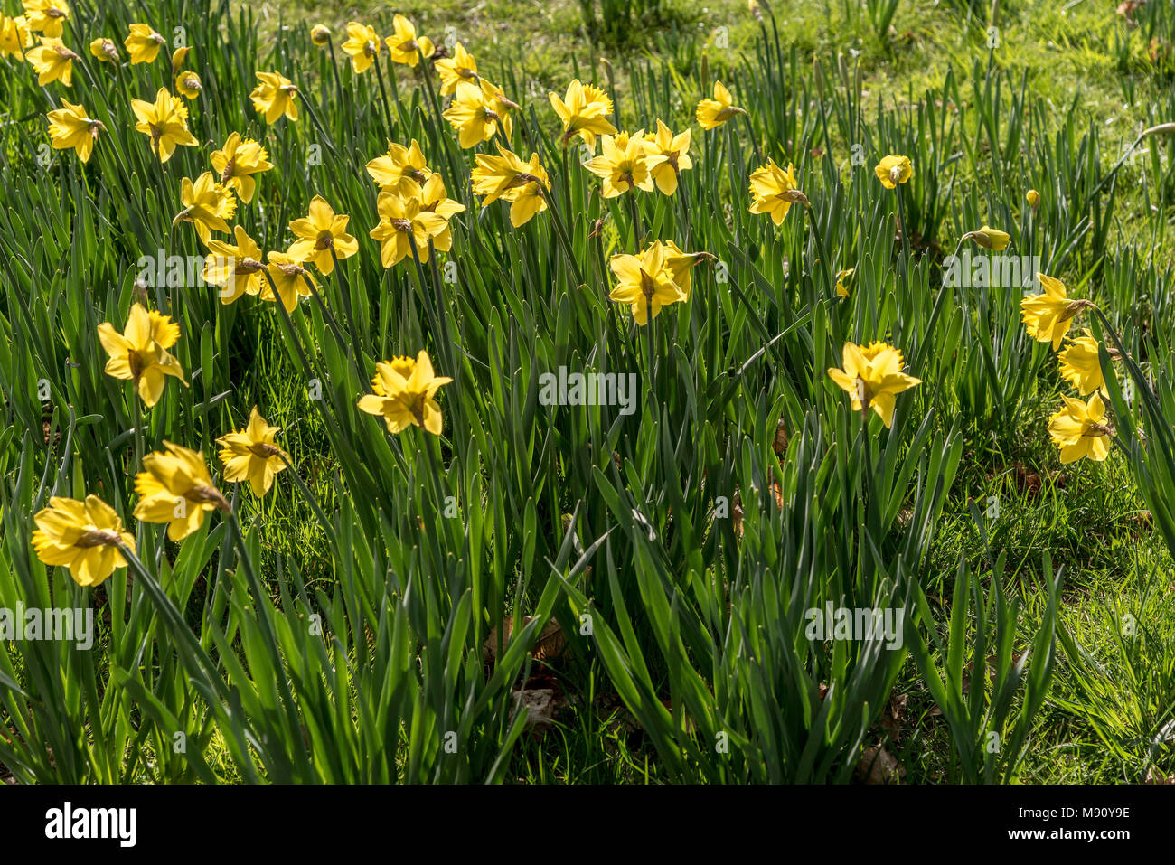 Springtime daffodils in Sefton Park Liverpool. Planted to mark the Marie Curie Charity Stock