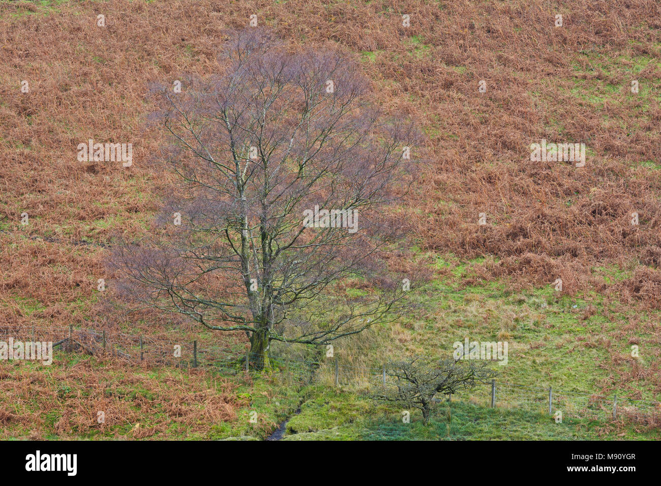 Single tree in a field with a hill full of bracken in the background, England, UK Stock Photo