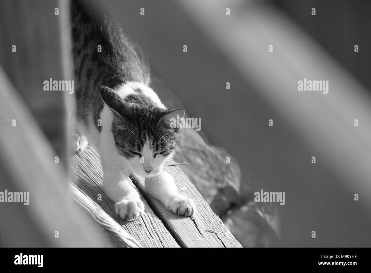 tabby cats life monochrome Stock Photo
