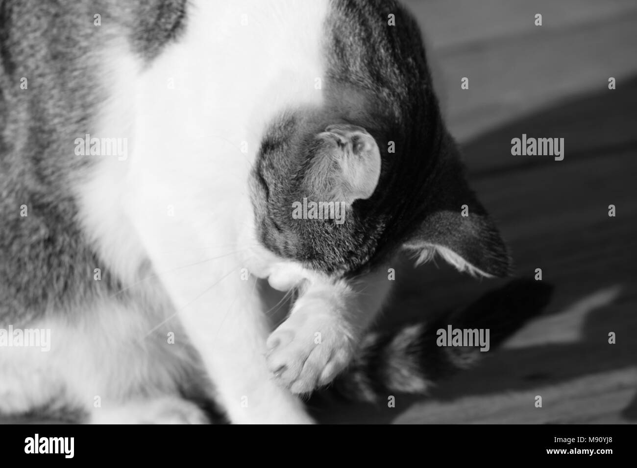 tabby cats life monochrome Stock Photo