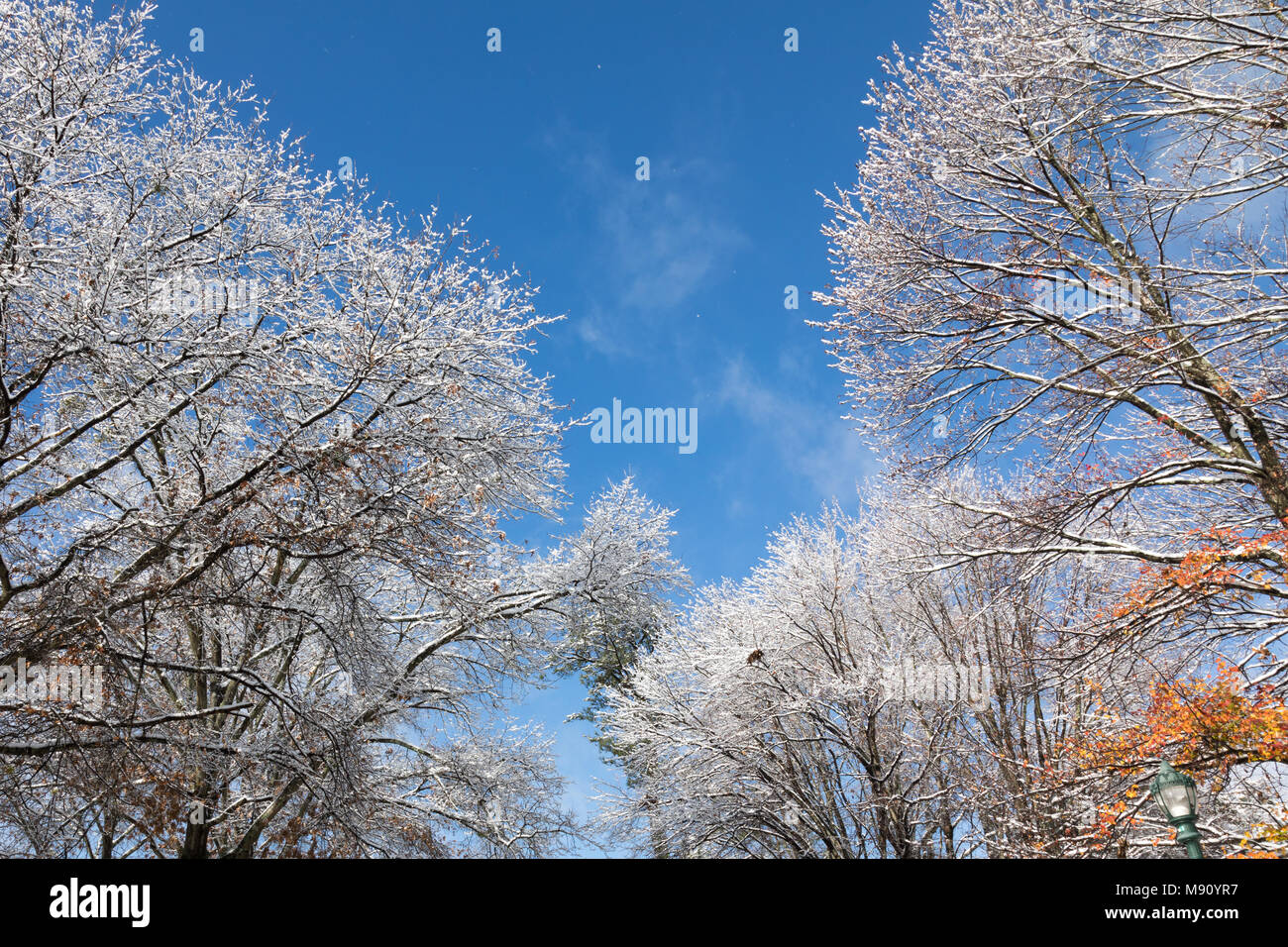 Snow filled trees after a snowfall. Stock Photo
