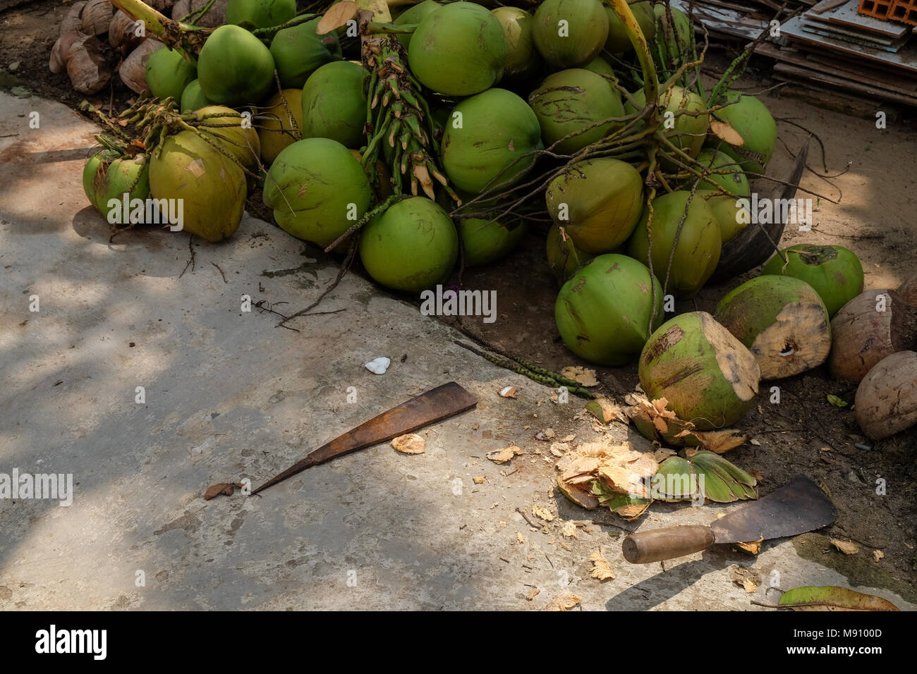 Royalty high quality free stock image of coconut fruit. Lots of