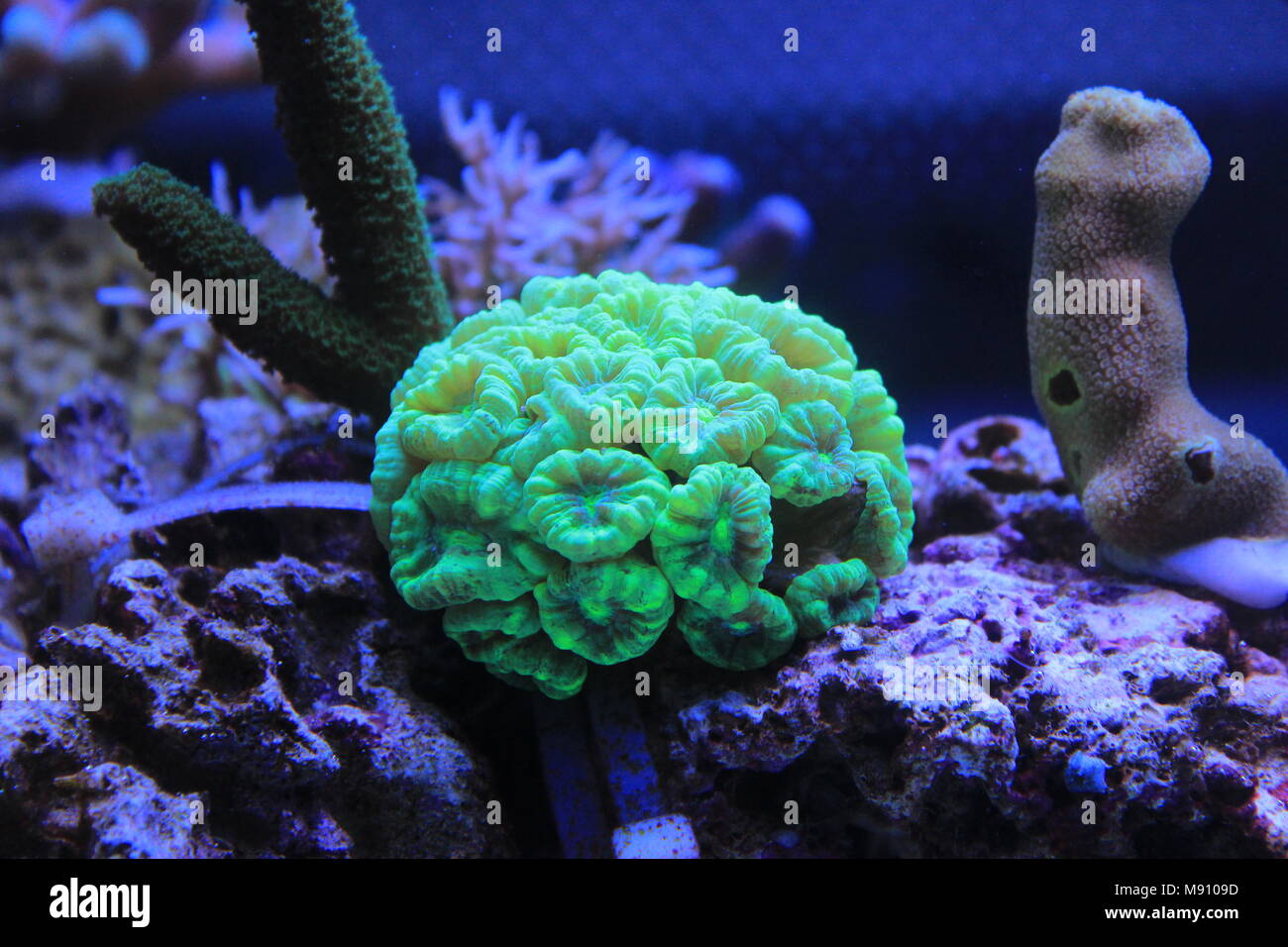 Caulastrea curvata LPS coral Stock Photo