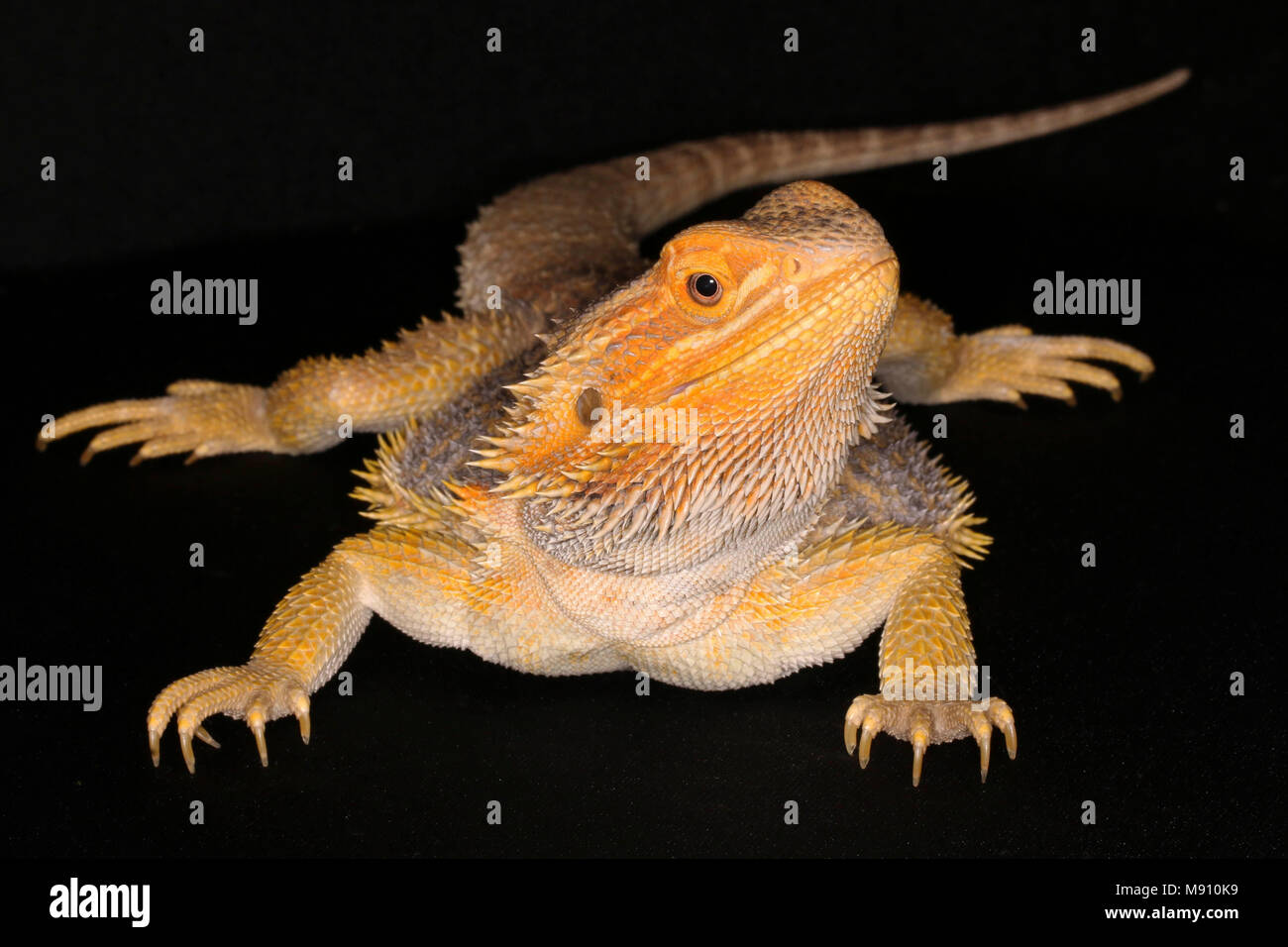 Head bearded dragon hi-res stock photography and images - Alamy