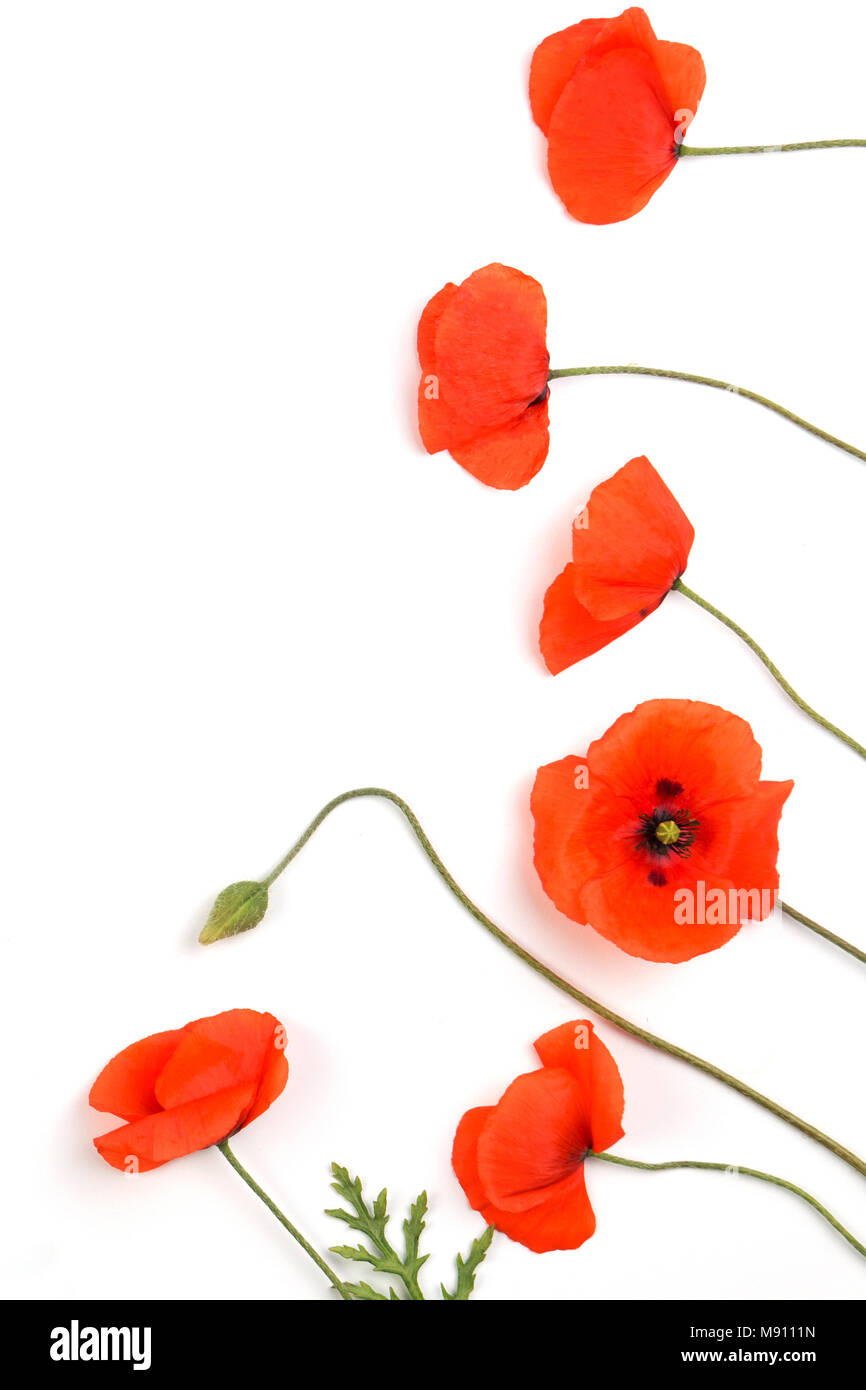 Red poppies frame on white background Stock Photo - Alamy