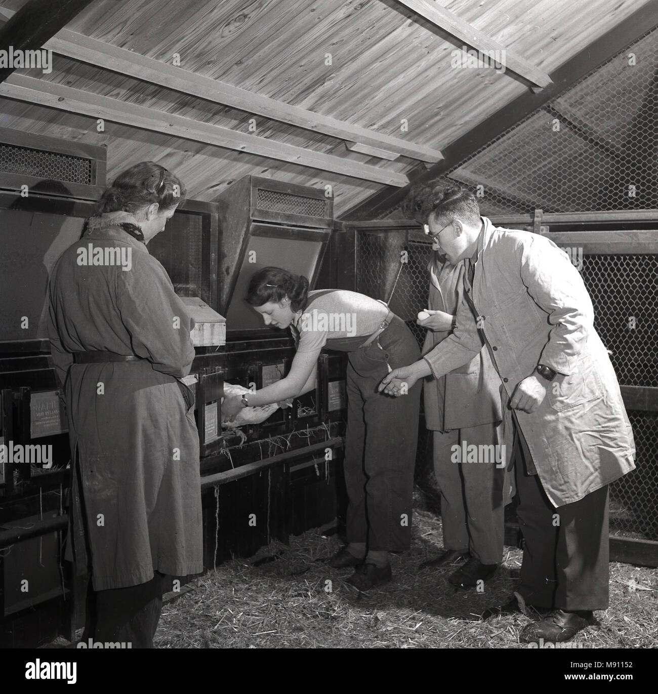 1950s, historical, young adult agricultural students inside a chicken barn, with a female student student putting a hen into a cage, overseen by a male instructor, England, UK. In post-ww2 Britain, young people were encouraged to enter agricultural colleges to learn about the land and farming to increase british food production. Stock Photo