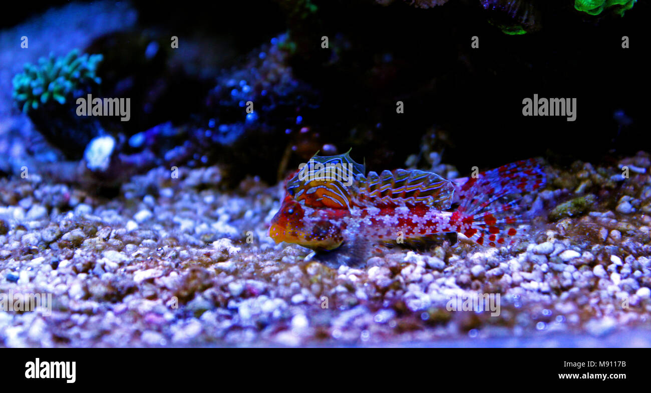 Scooter blenny hi-res stock photography images - Alamy