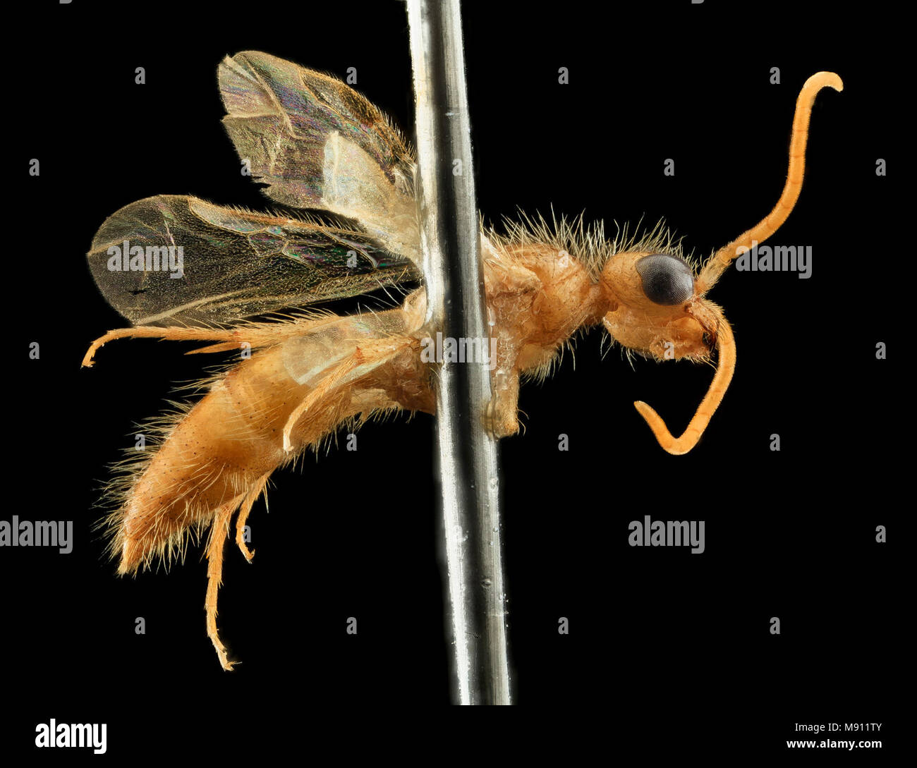 Velvet Ant Mutillid wasp, U, Side, CA, Bernardino Co Stock Photo