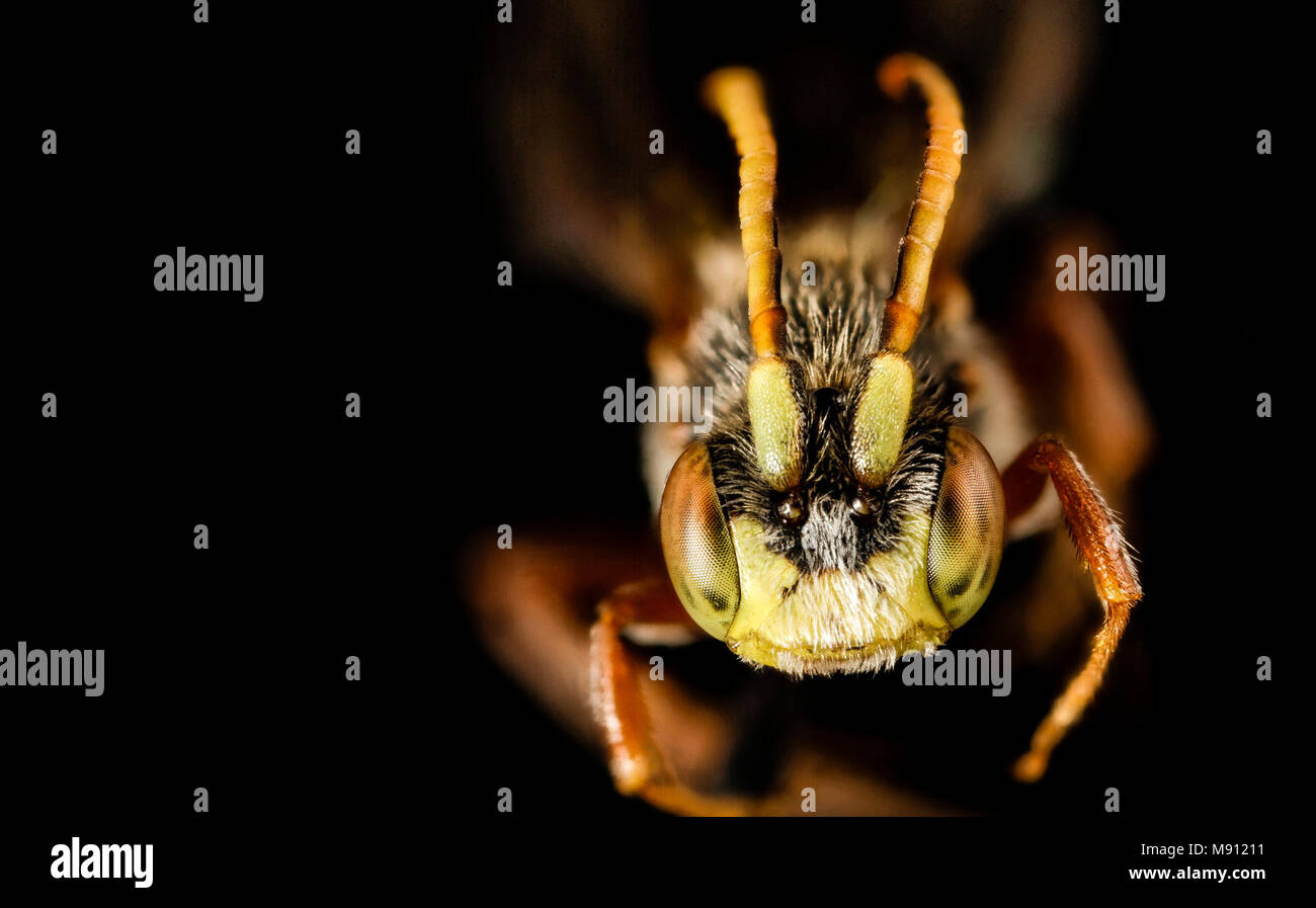 Nomada articulata, m, talbot, md, face Stock Photo