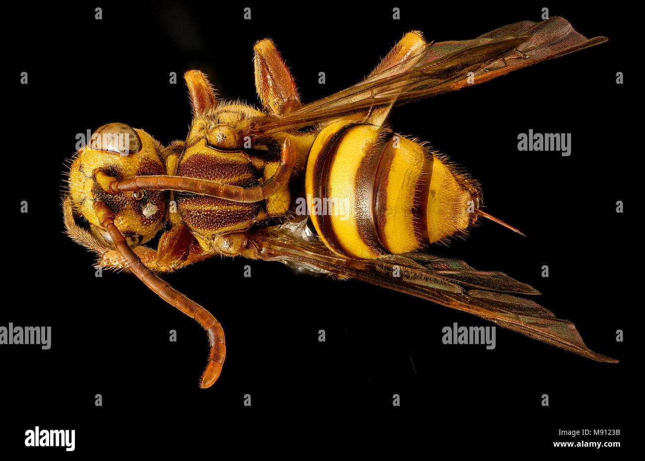 Bee.  Nomada fragariae, F, Back, MD, PG County Stock Photo