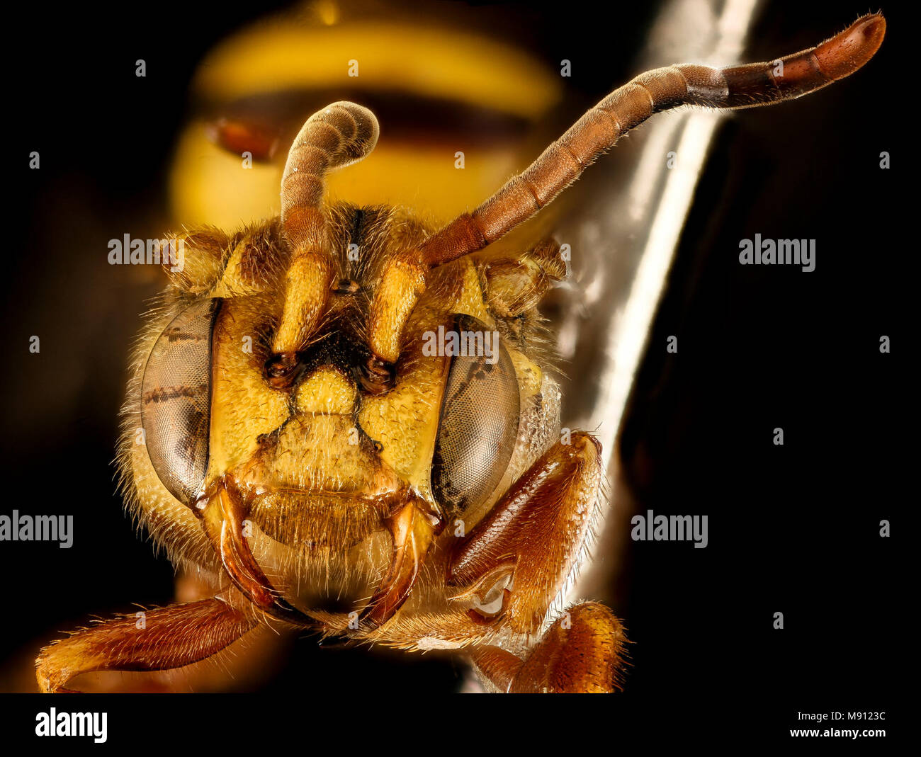 Bee.  Nomada fragariae, F, Face, MD, PG County Stock Photo