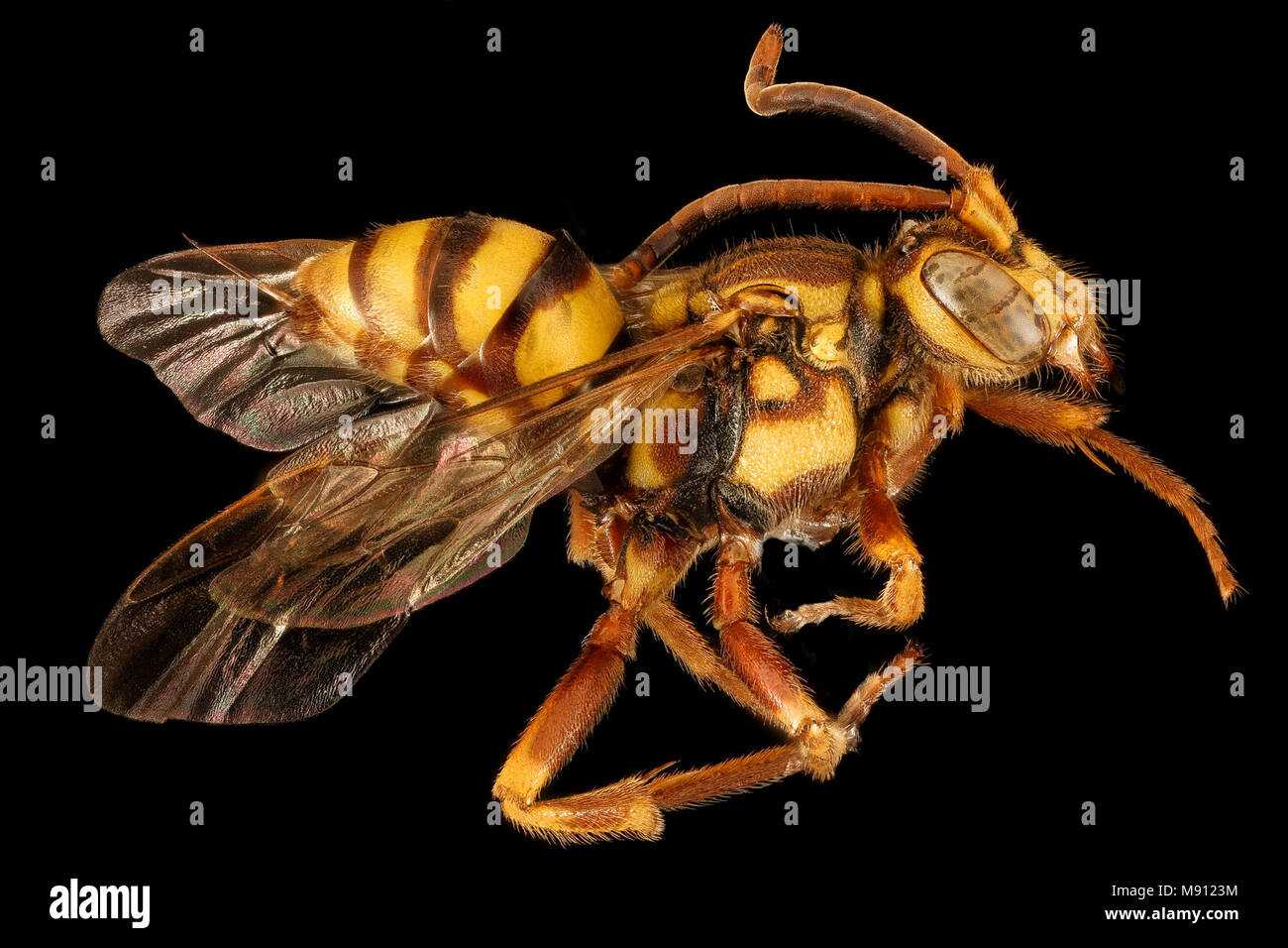 Bee.  Nomada fragariae, F, Side, MD, PG County Stock Photo