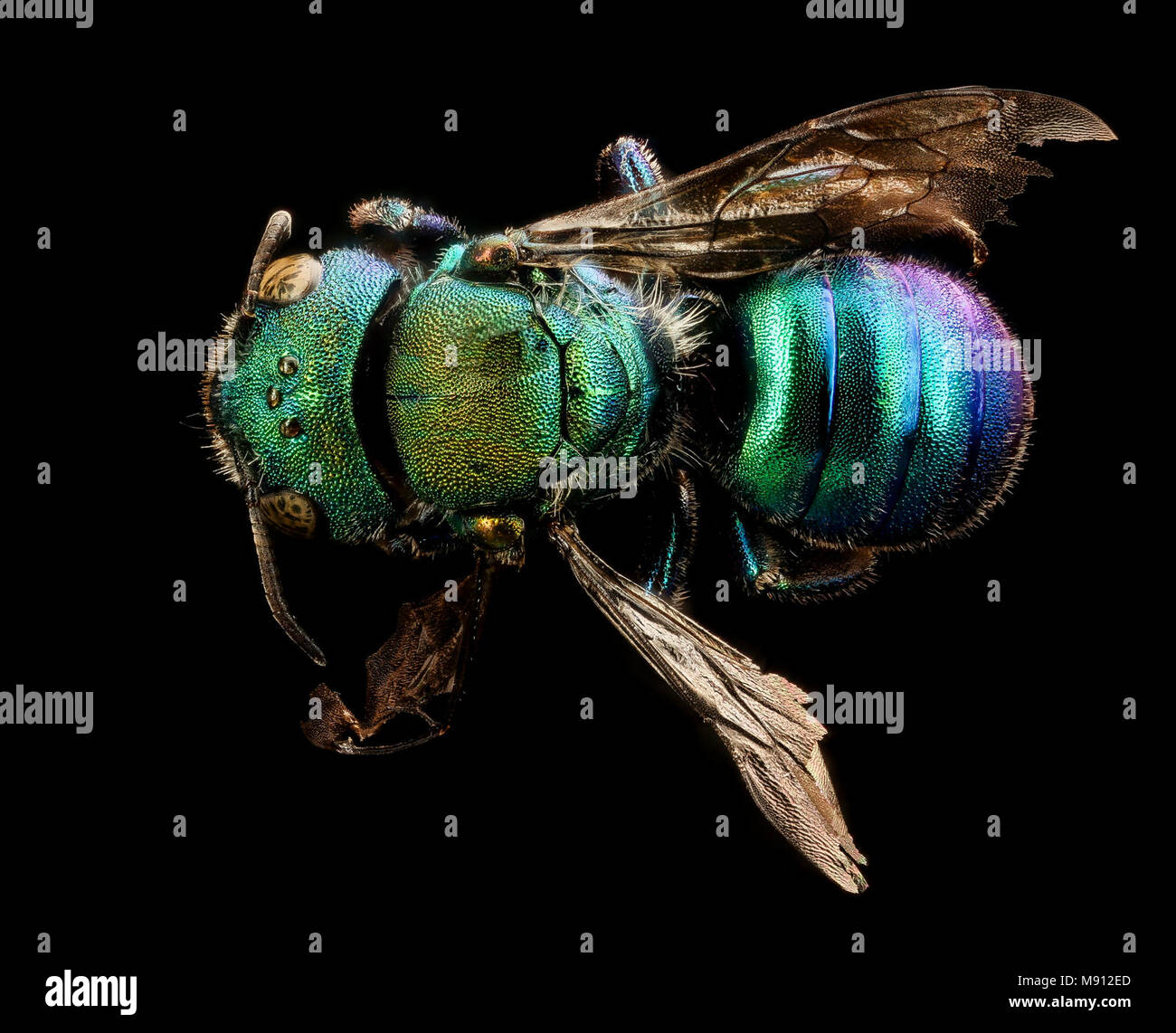 metallic mason bee Osmia aglaia, f, back, Mariposa CA Stock Photo