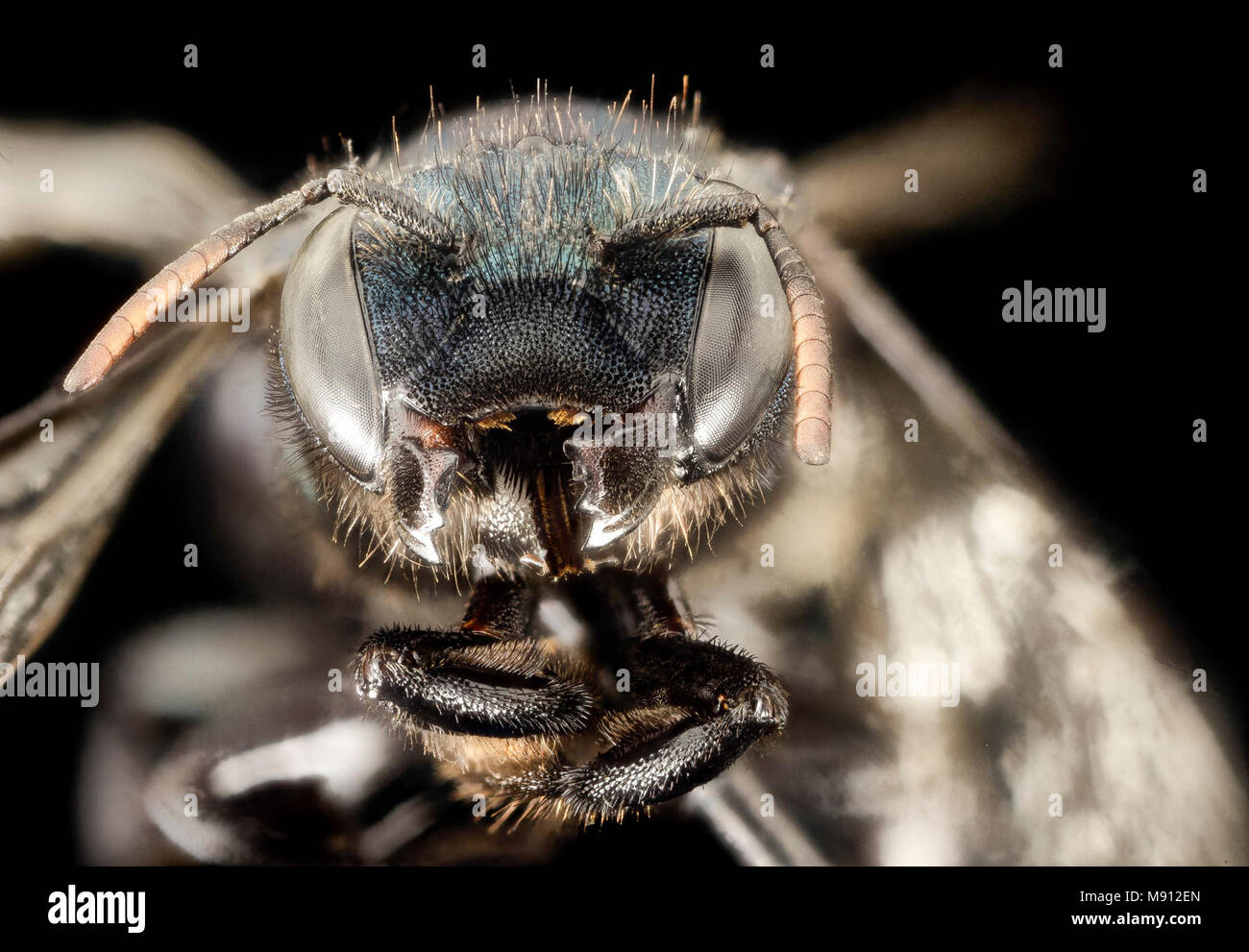 Osmia albolateralis, F, Park Co, Wyoming, face Stock Photo