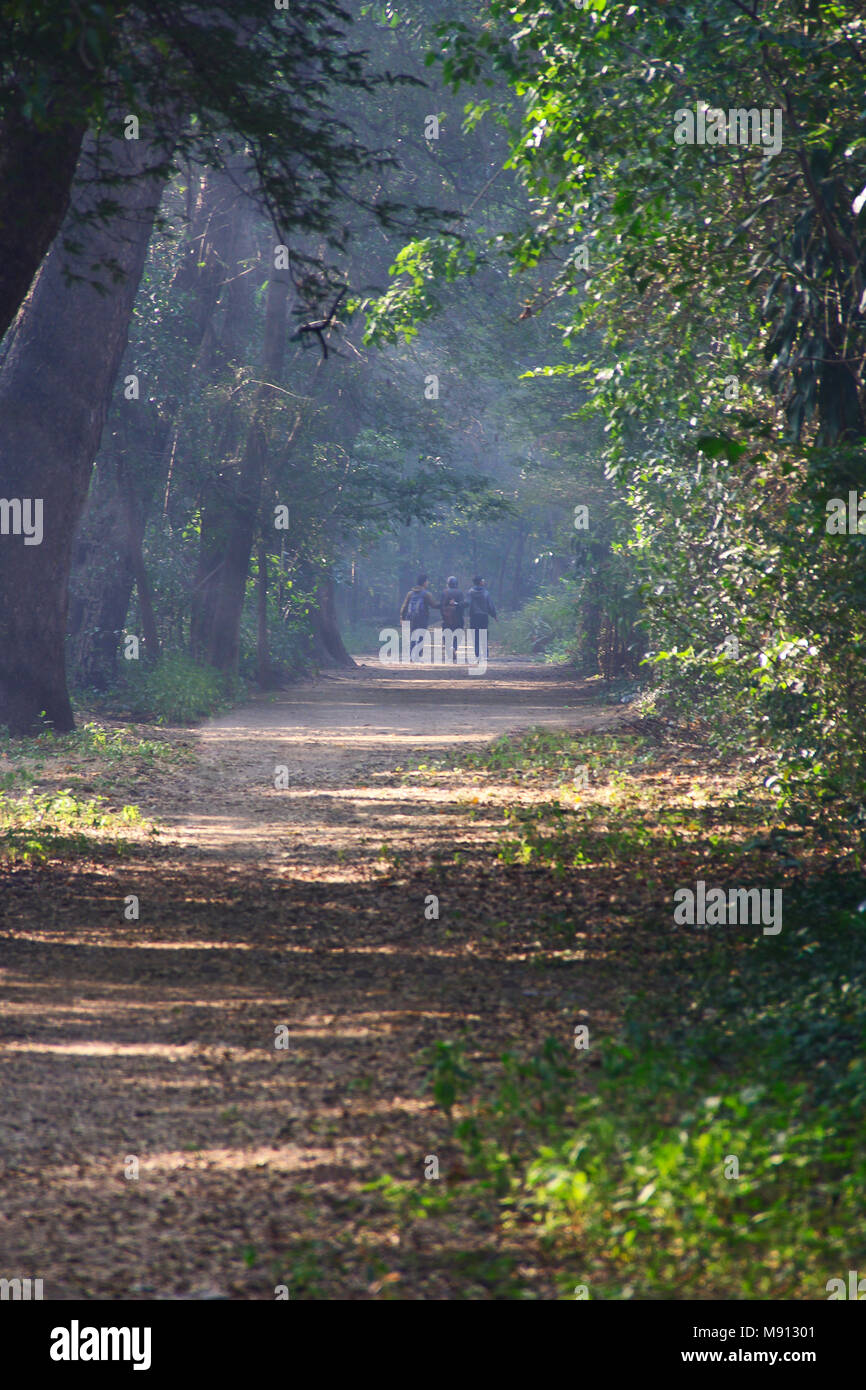 Three people doing morning walk during winter, foggy morning, Pune University campus at Pune Stock Photo