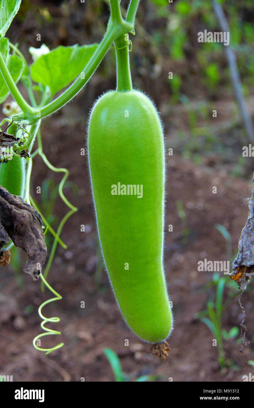 Raw bottle gourd, dudhi bhopla or Lagenaria siceraria in a farm at