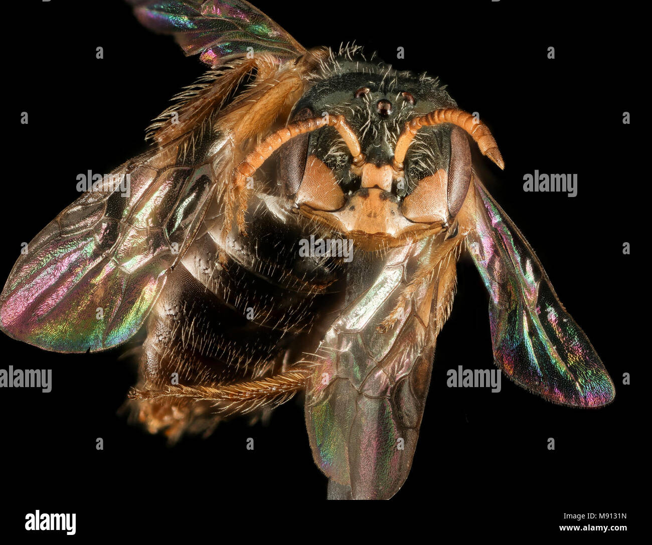 Bee.  Perdita halictoides, M, U, face Stock Photo