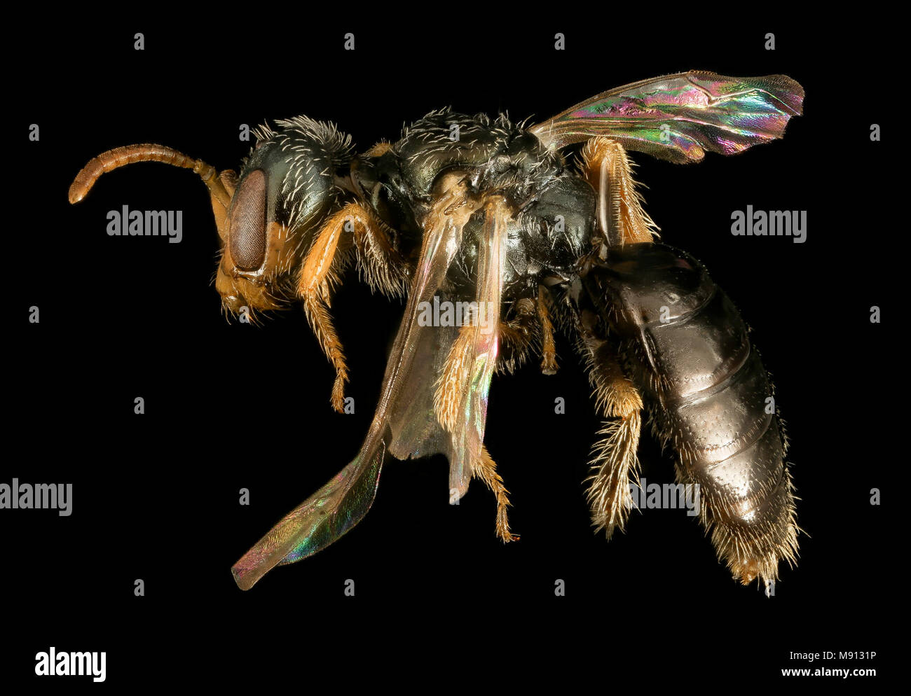 Bee.  Perdita halictoides, M, U, side Stock Photo