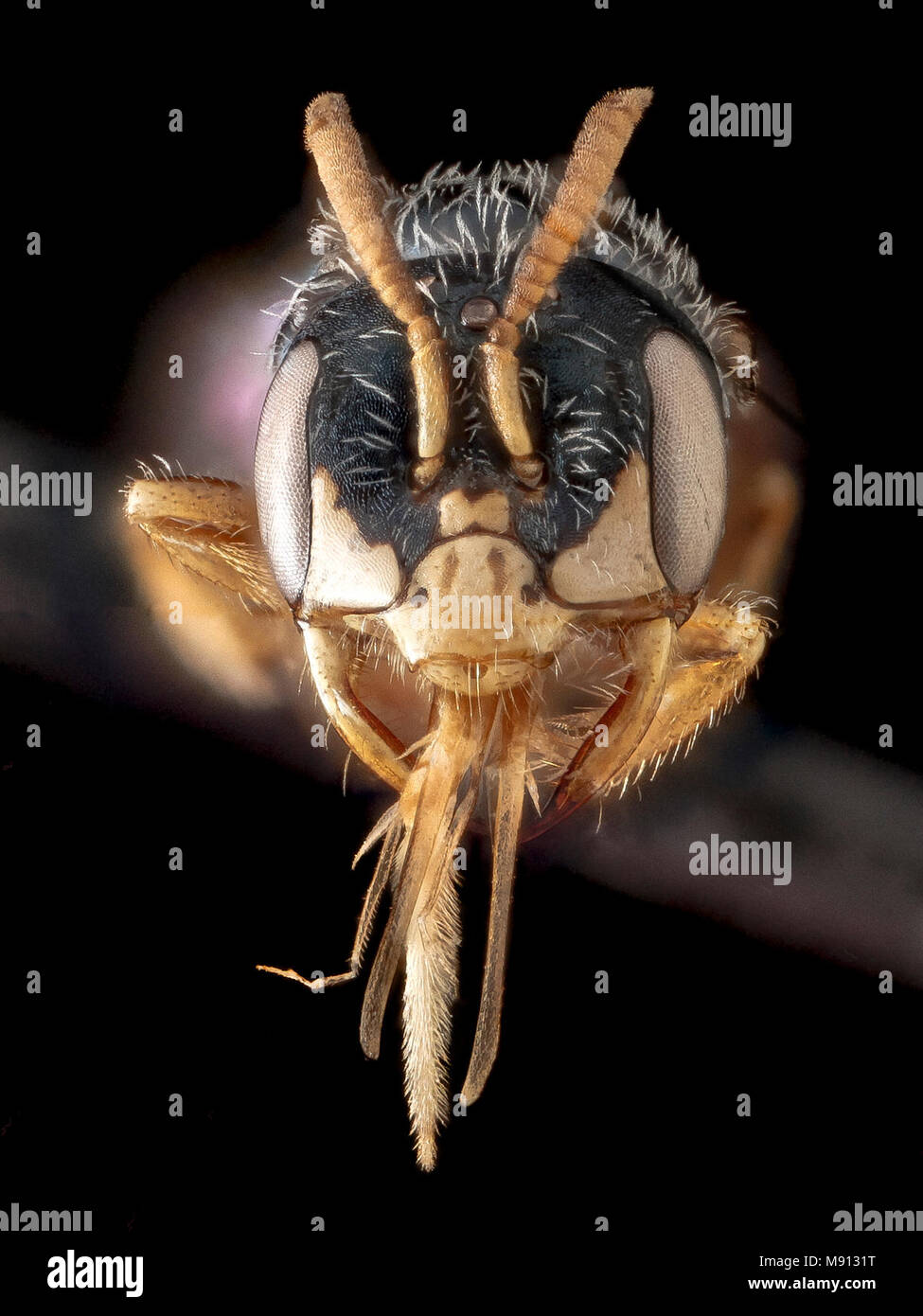 Bee.  Perdita halictoides, male, face Stock Photo