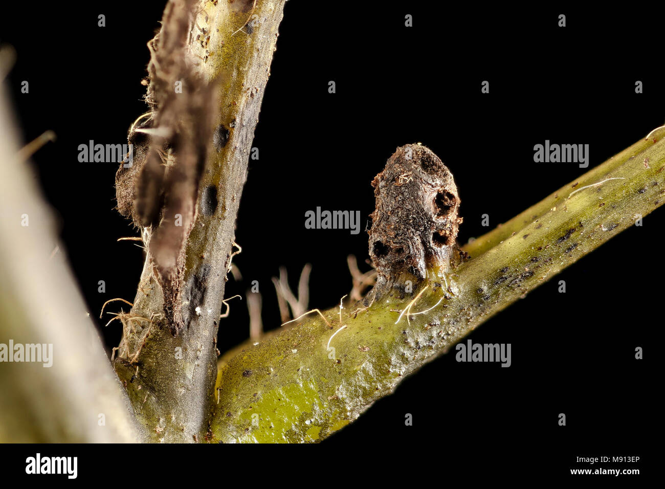 Senna hebecarpa, American senna, old nectary gland close-up, Howard County, Stock Photo