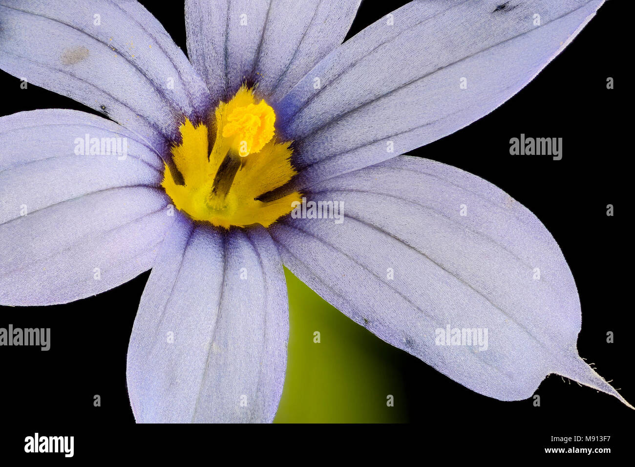 Pollinating Plant. Sisyrinchium angustifolium 2 close up flower, Narrow-leaf-blue-eyed-grass, Howard County, MD, Stock Photo