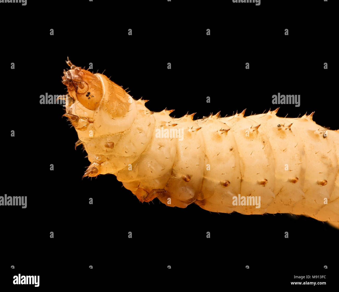 Larvae hi res hi-res stock photography and images - Alamy