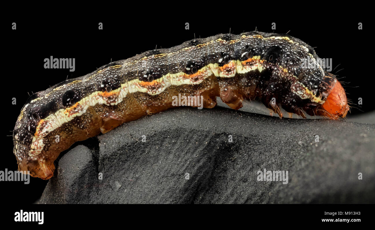 Southern armyworm hi-res stock photography and images - Alamy