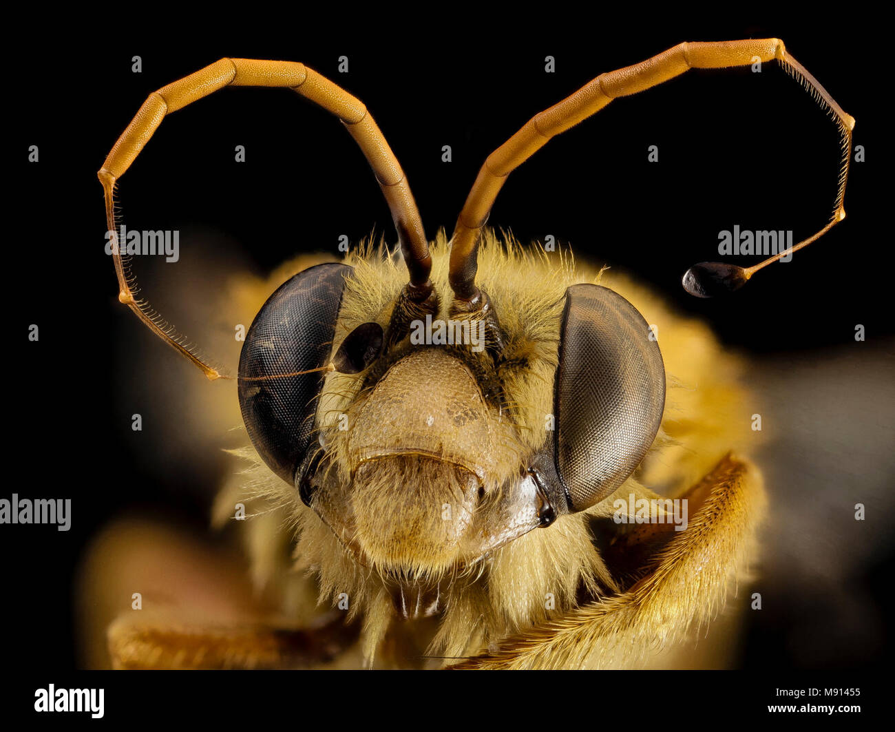 Bee.  Trichocerapis species, m, face, brazil Stock Photo
