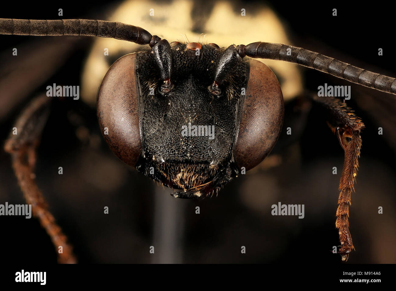 Triepeolus remigatus, m, face, Centre Co, Pa Stock Photo