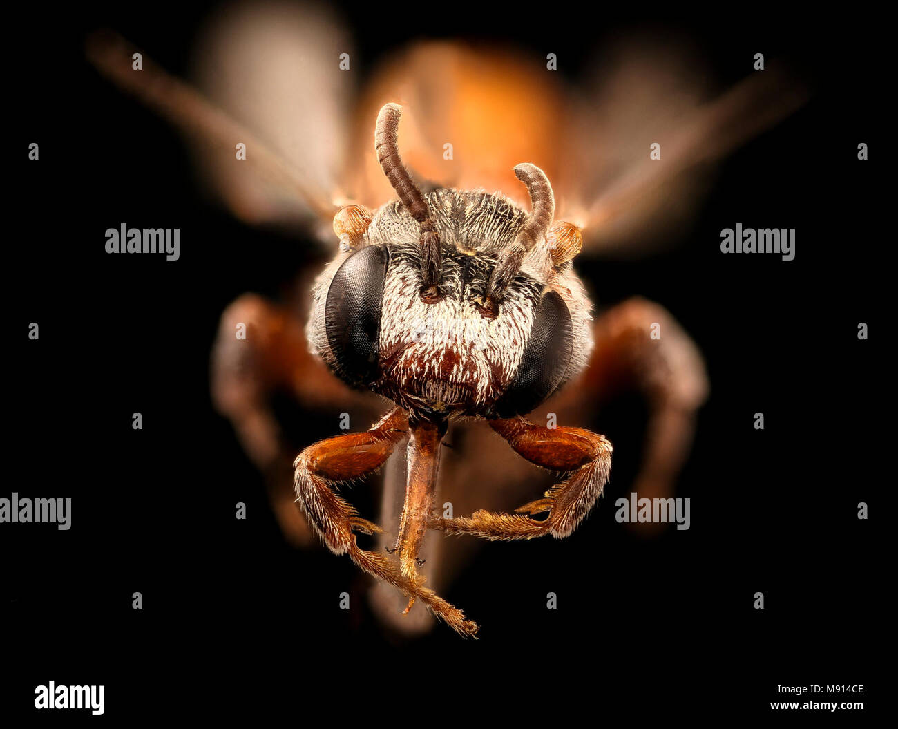 Triopasites species, m, front, Cochise Co, AZ Stock Photo